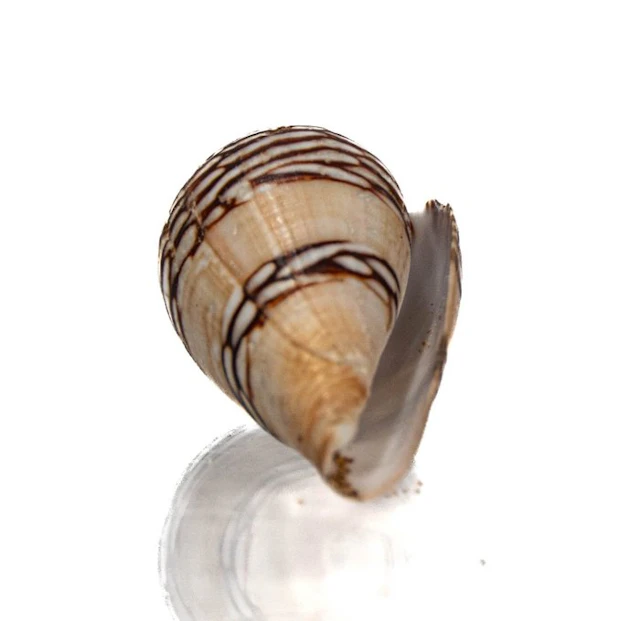 Choice Conus mercator 33.5 mm - N'Gor (Senegal)...