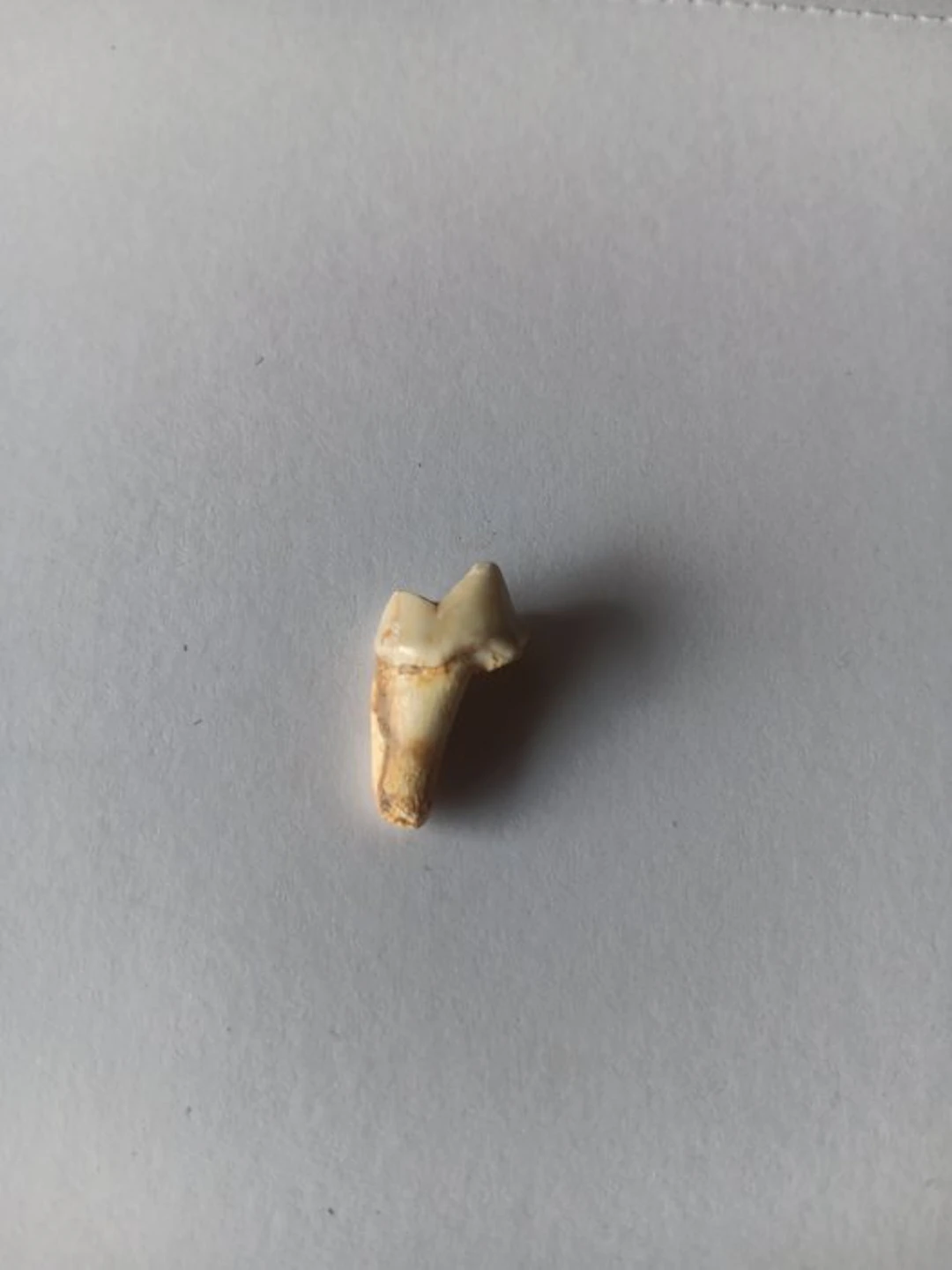 Pseudaelurus - Fossil tooth - Pseudaelurus