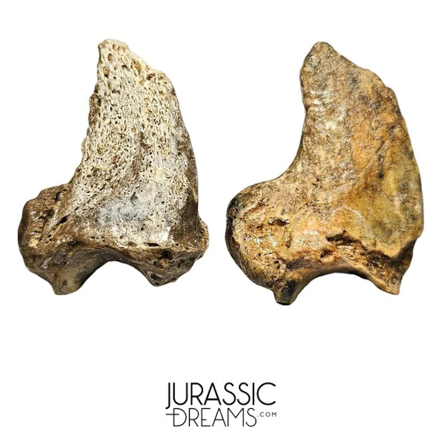 Set of 2 Amazing Huge Ice Age Cave Bear (Ursus spelaeus)...