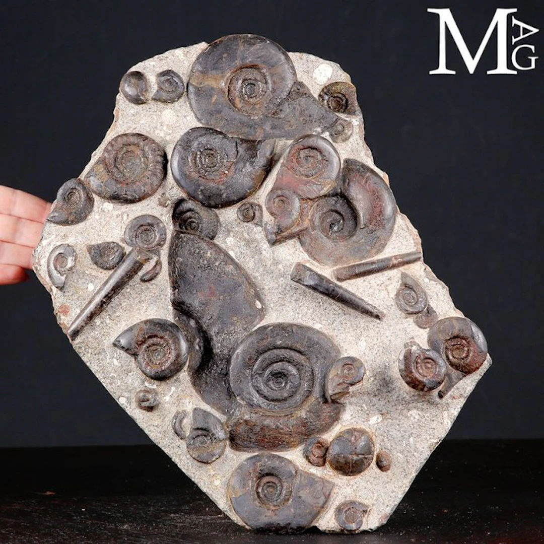 Exclusive Fossil Slab with Cheiloceras Subpartitum and...