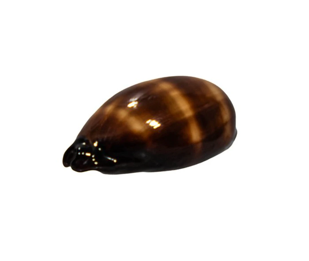 Museum quality: giant mole cowry snail Cypraea talpa 81...