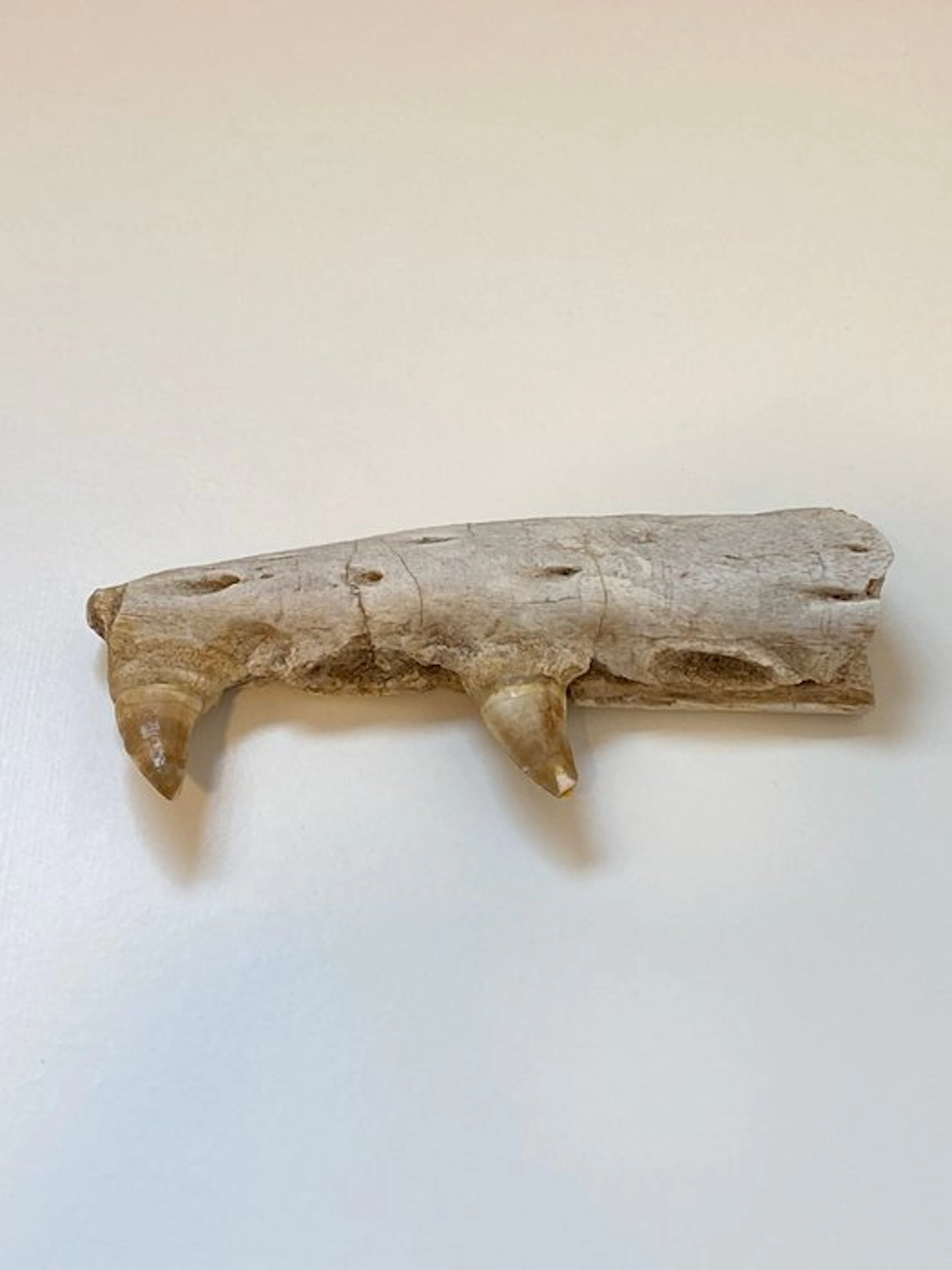 Marine reptile - Fossilised jaw - Mosasaurus sp