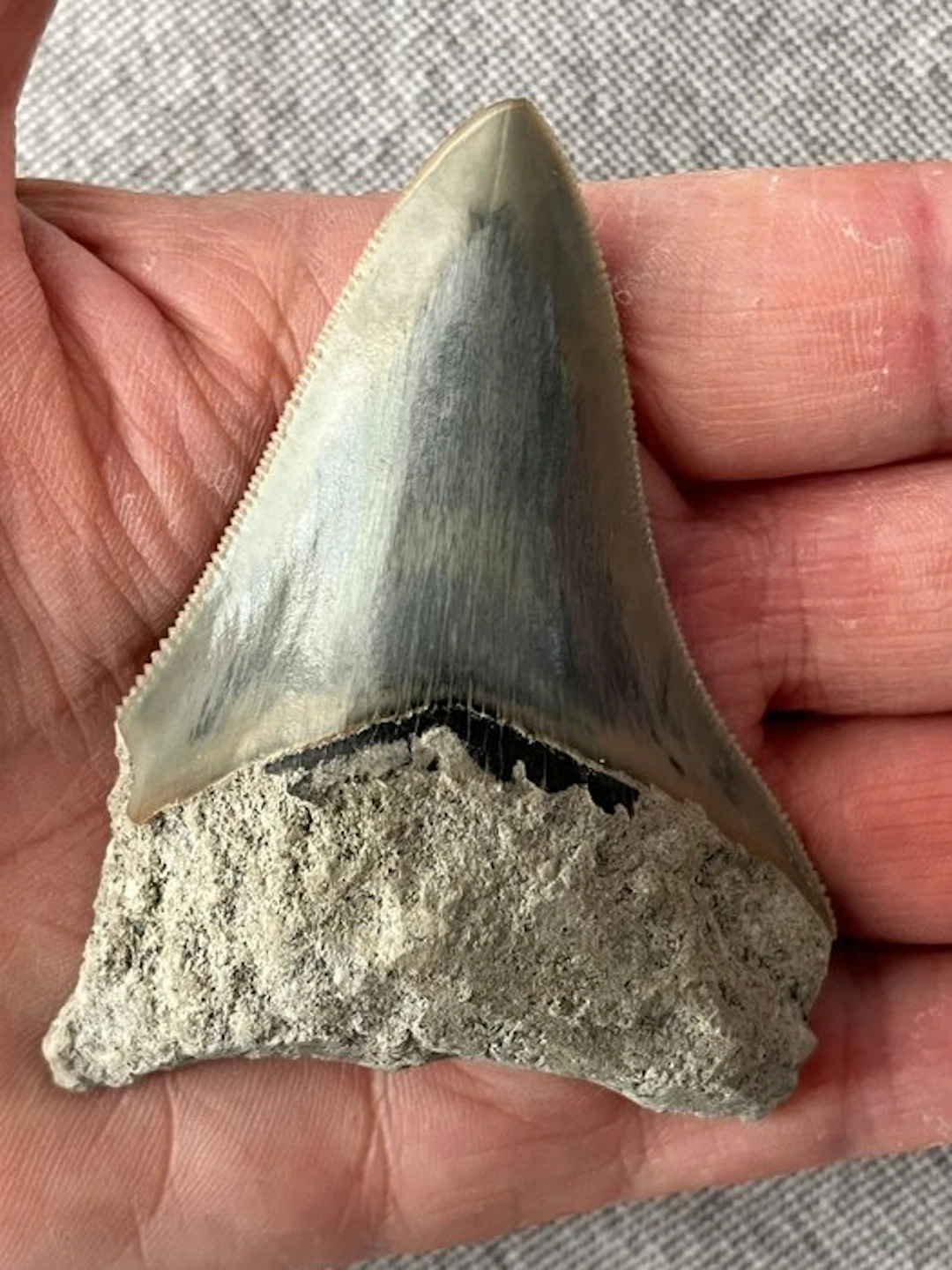 Megalodon tooth 8,0 cm - Fossil tooth - Carcharocles...
