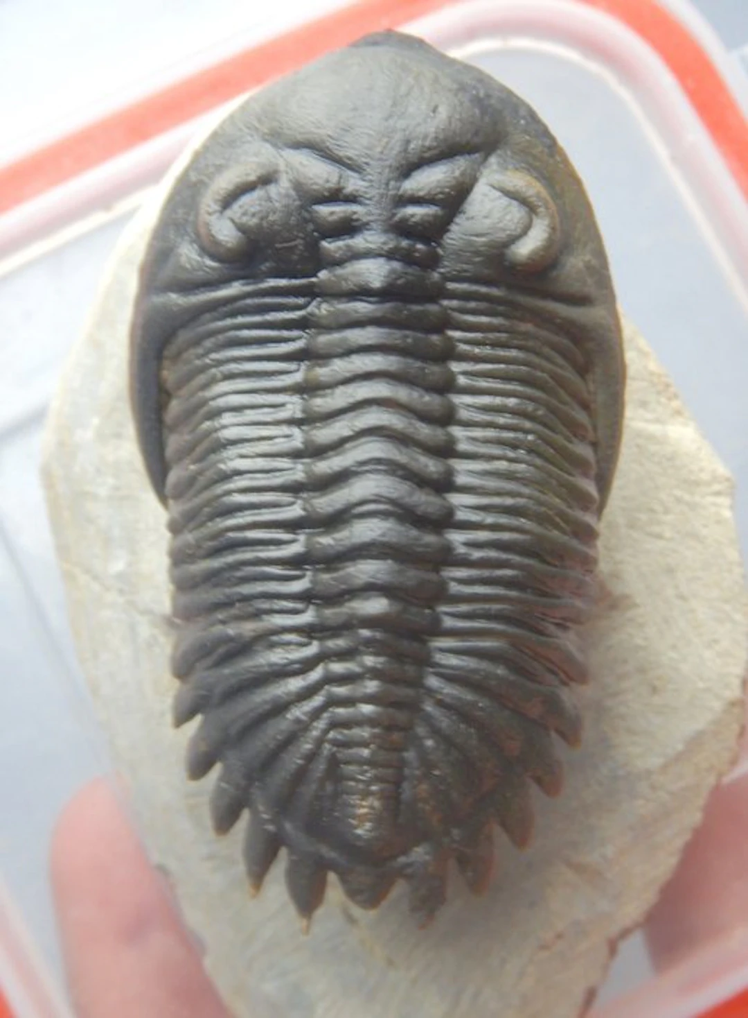 Trilobite - Fossil skeleton - Hollardops mesocristata - 6 cm