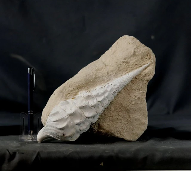 Decorative giant fossil shell - Fossilised animal...