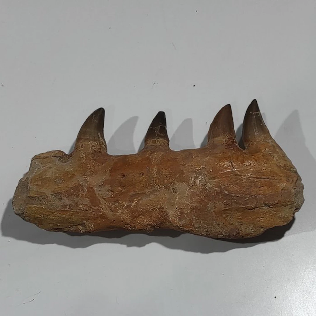 Mosasaur - Fossilised jaw - reptil marino - 22 cm - 11 cm (No reserve price)