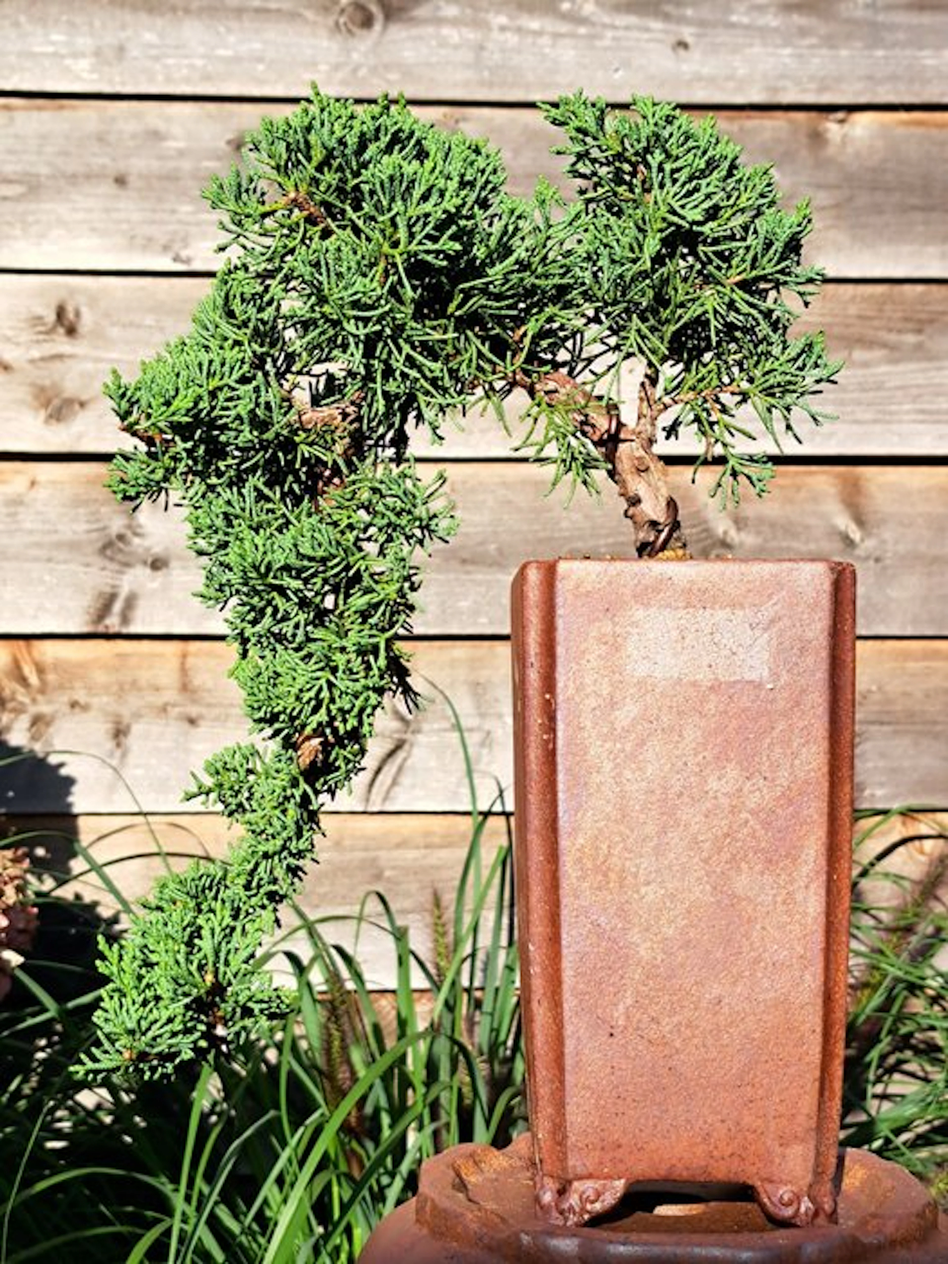 Juniper bonsai (Juniperus) - Height (Tree): 12 cm - Depth (Tree): 30 cm - Japan