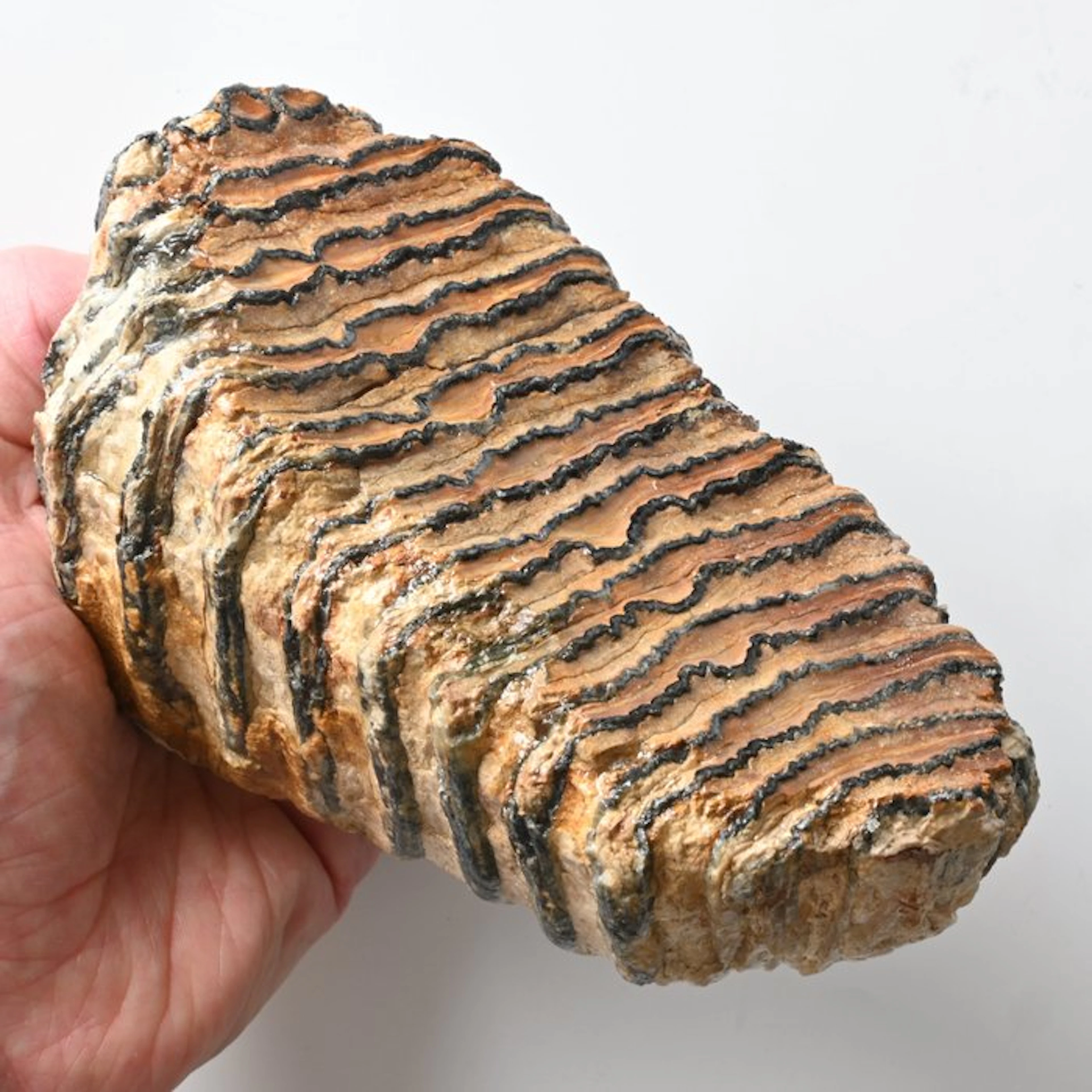 Woolly Mammoth - Fossil tooth - Mammuthus primigenius...
