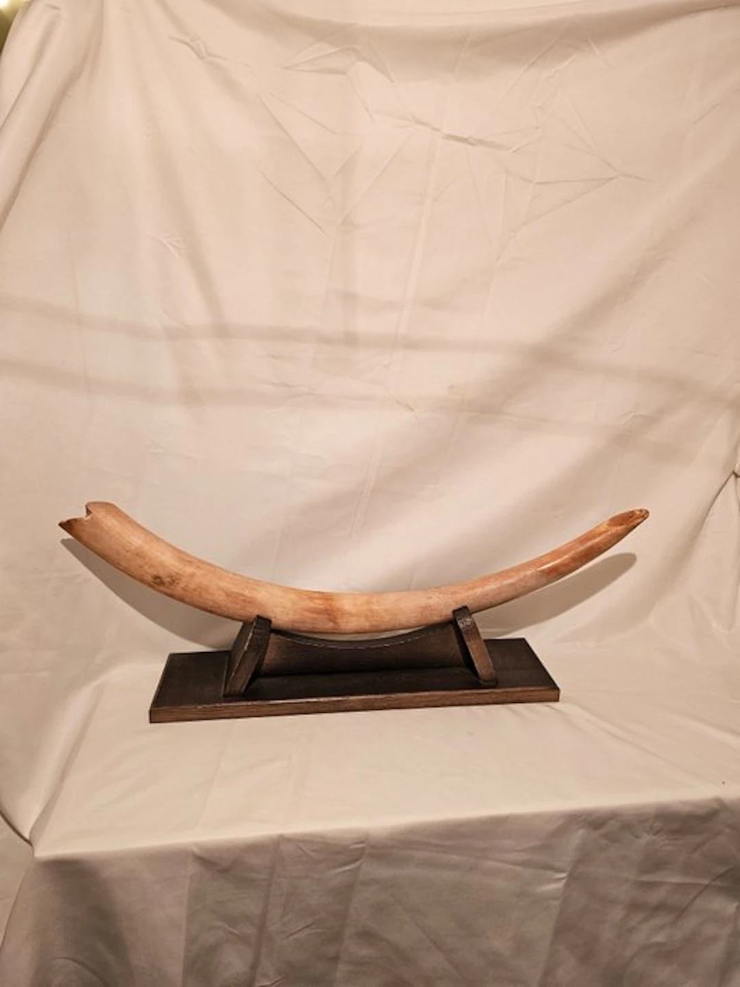 Unique top-quality mammoth ivory tusk!!! - Fossilised...