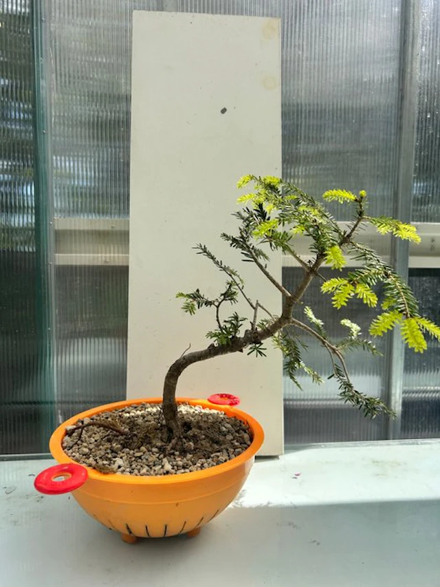 Spruce bonsai (Picea) - Height (Tree): 25 cm - Depth (Tree): 2.5 cm - Italy