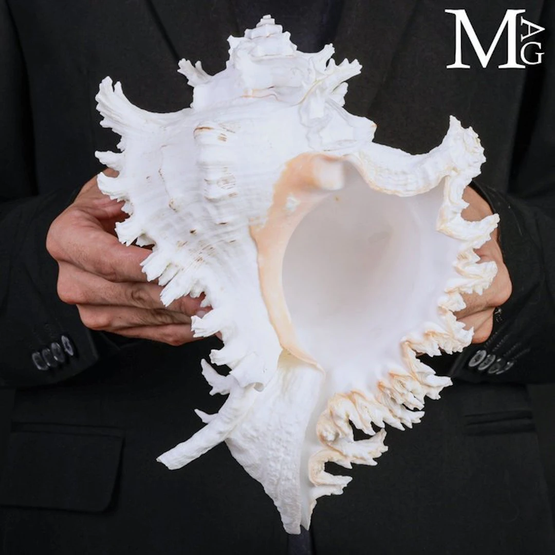 Murex Chicoreus Ramosus Shell Large Masterpiece of Marine...