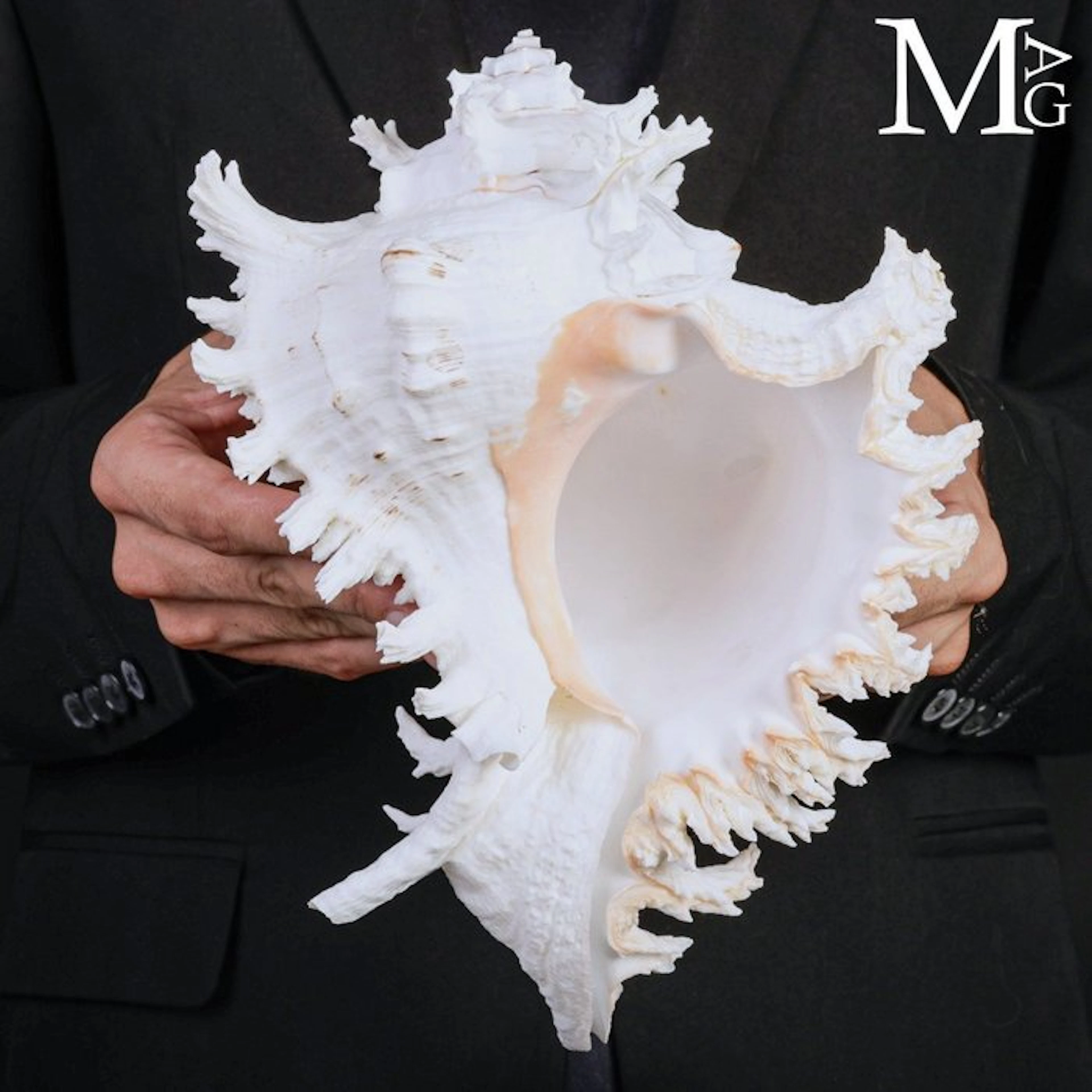 Murex Chicoreus Ramosus Shell Large Masterpiece of Marine...