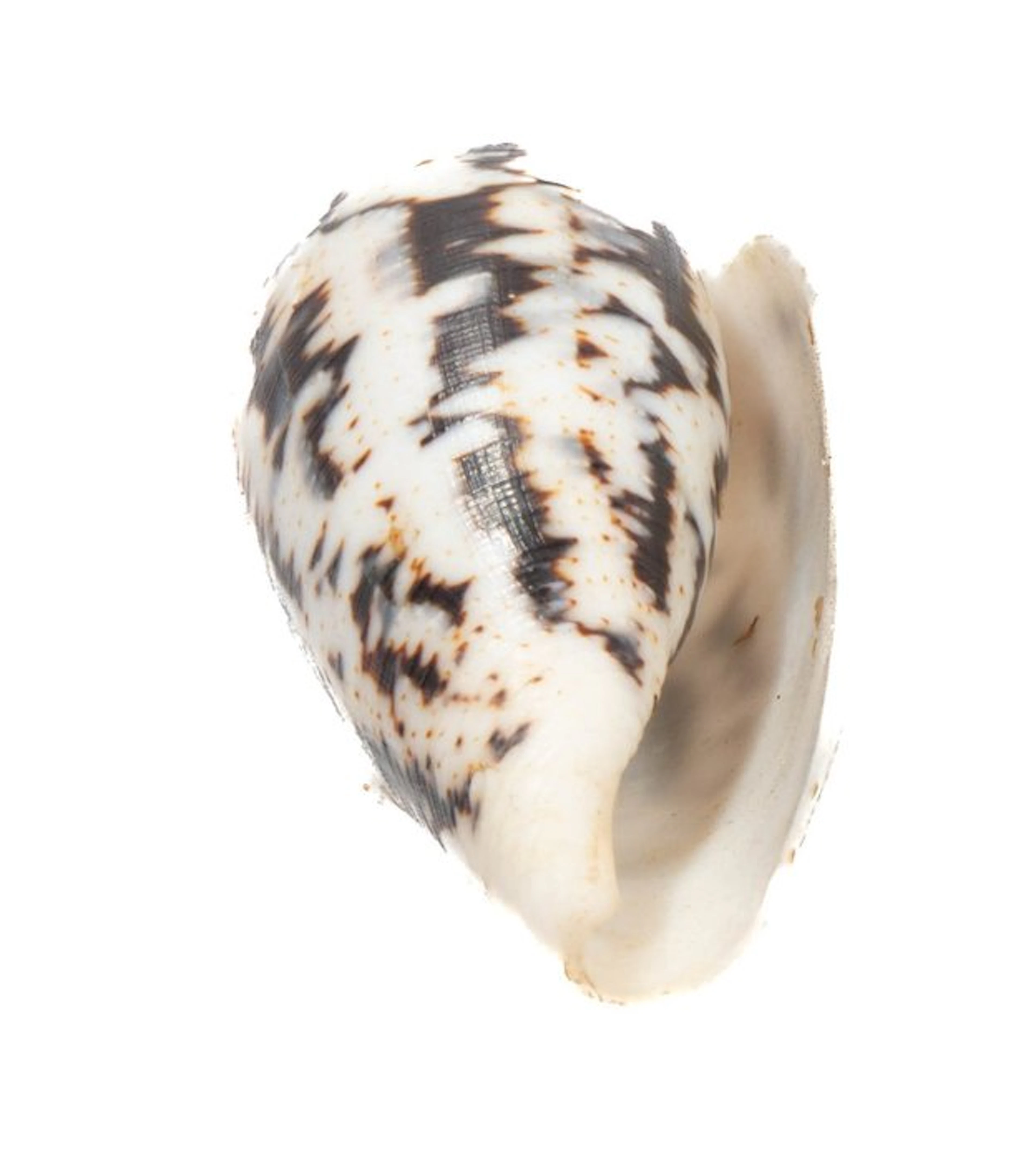 Giant of its kind: Conus magus (61mm) from the...