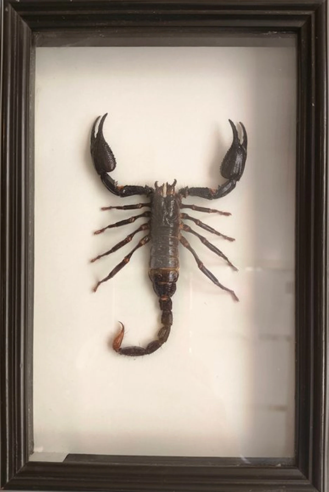 Scorpion Taxidermy full body mount - Heterometrus (Giant...