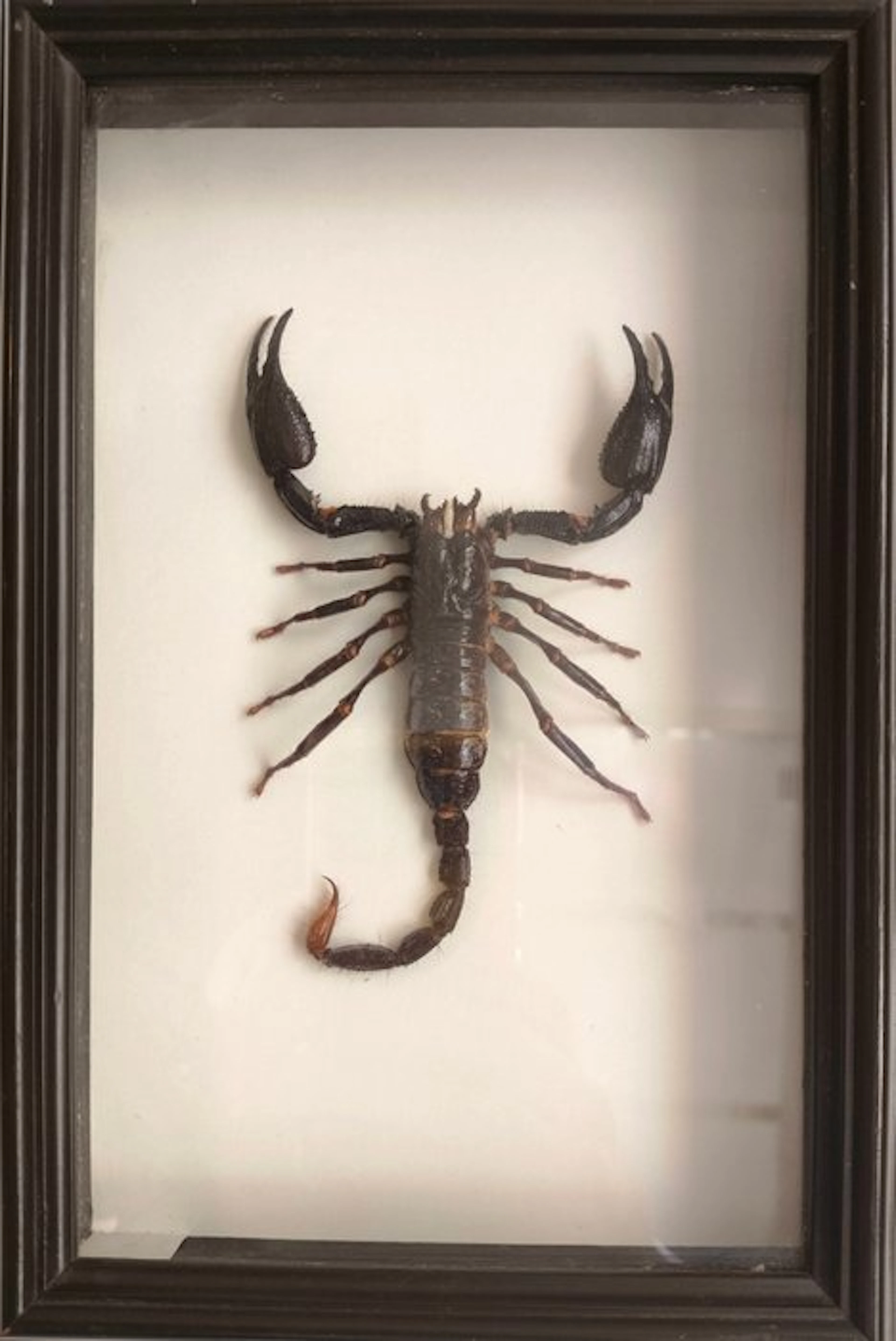 Scorpion Taxidermy full body mount - Heterometrus (Giant...