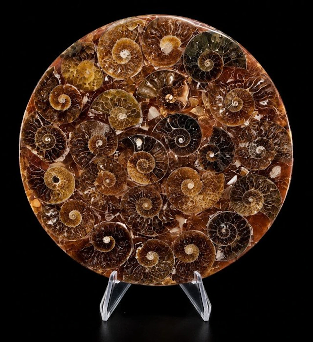 Fossil matrix - Disco fosil con conchas de Amonitas...