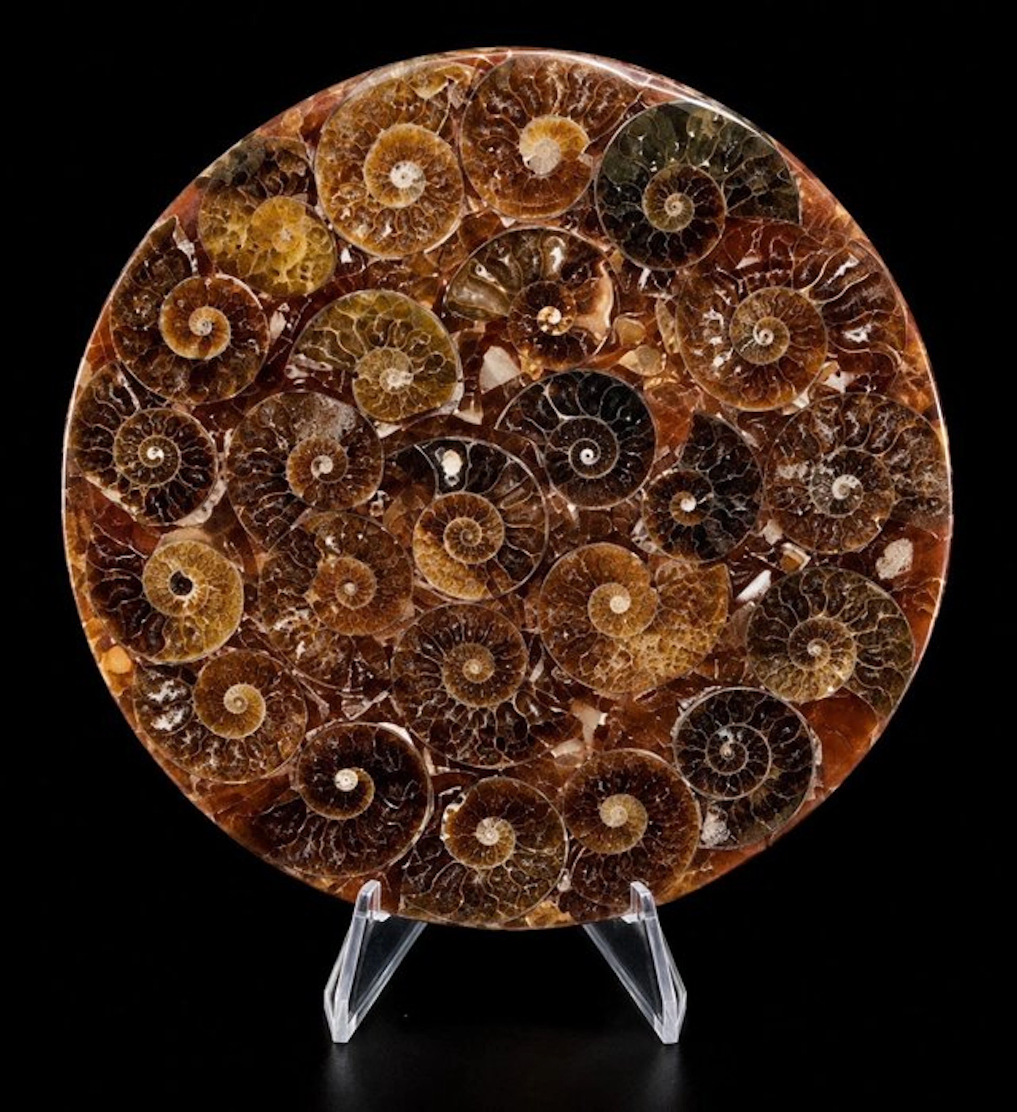 Fossil matrix - Disco fosil con conchas de Amonitas...