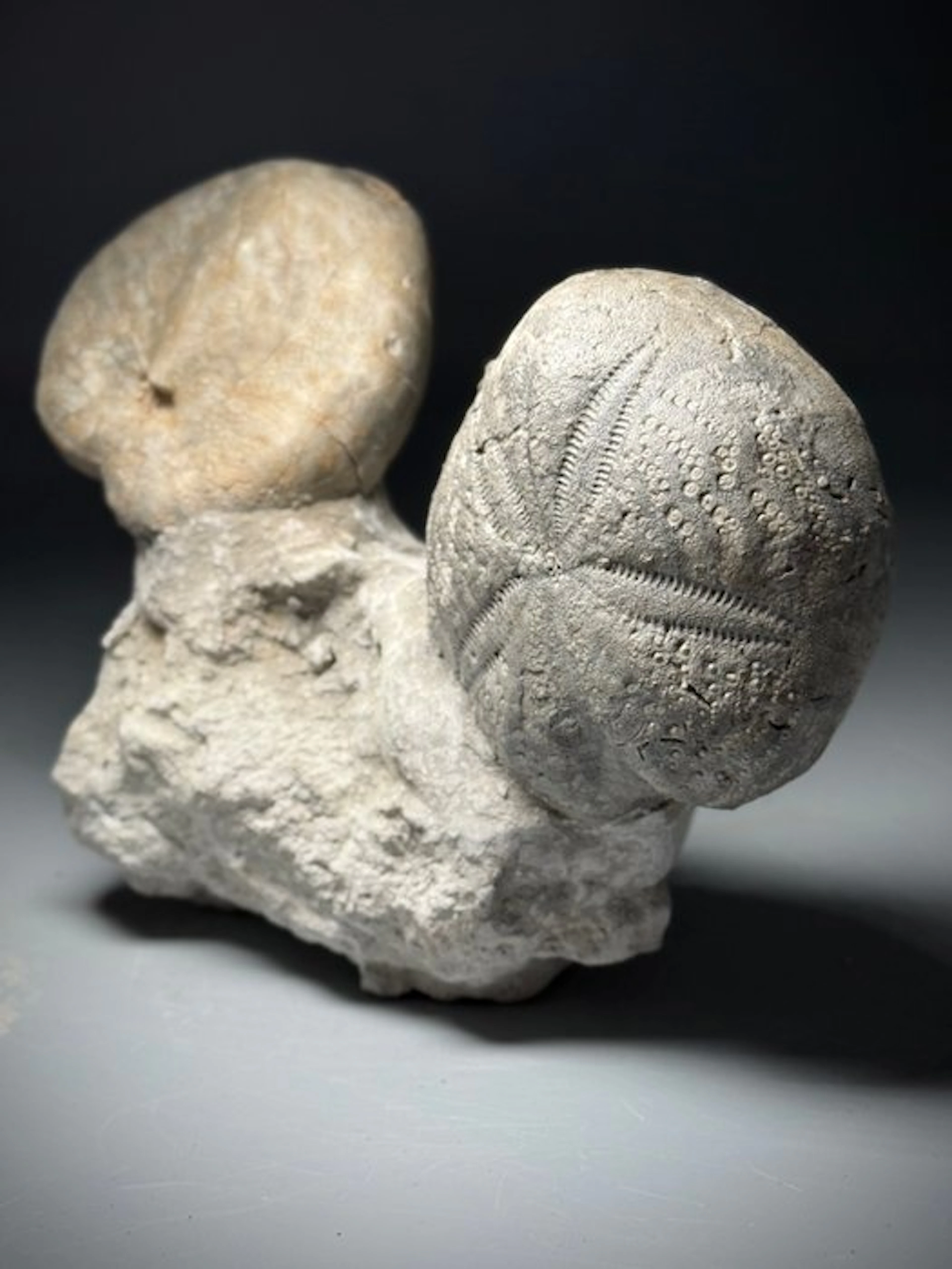 Amazing Rare Echinoid Mounted on Matrix - Fossilised...