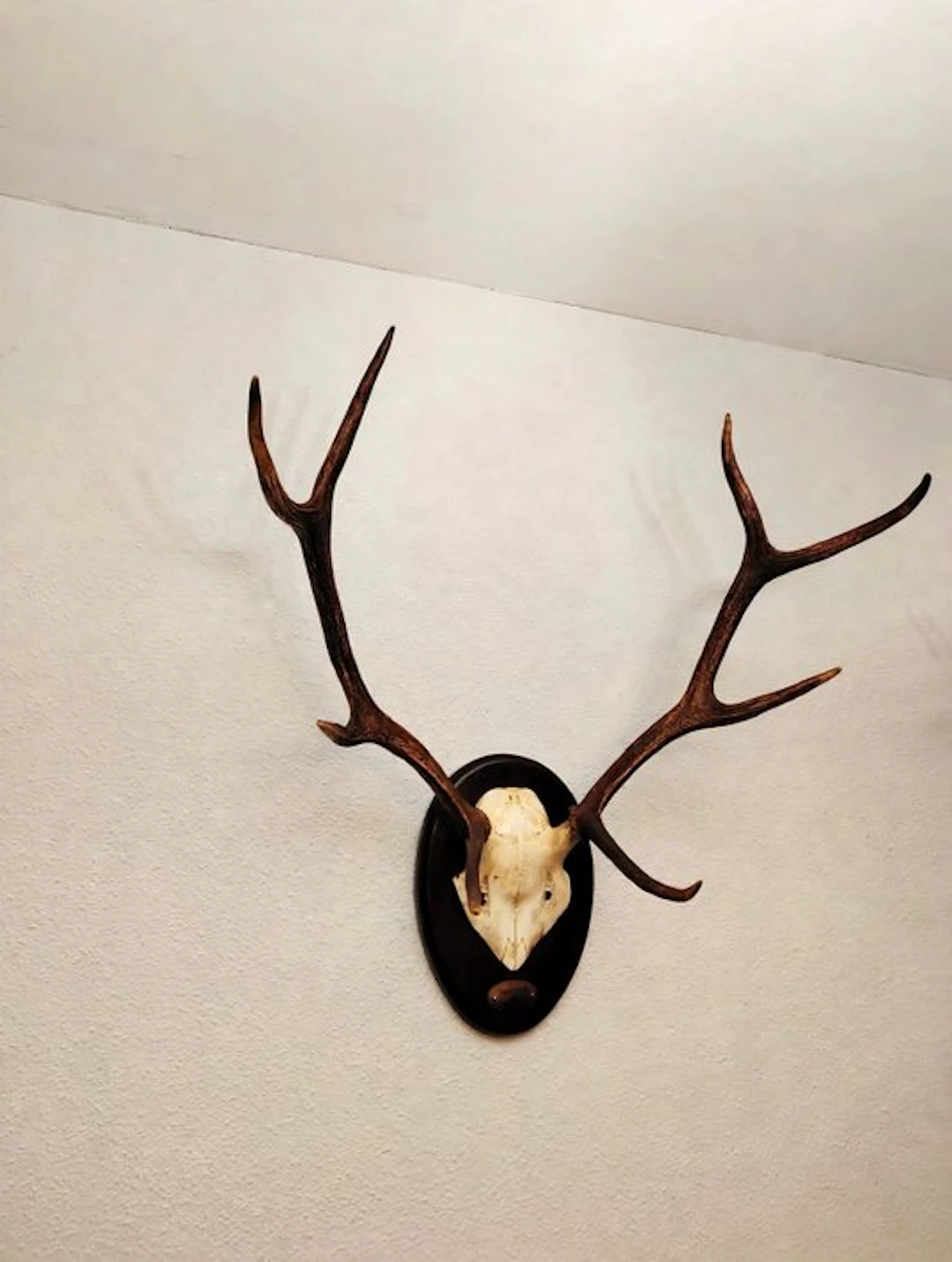 Hunting trophy