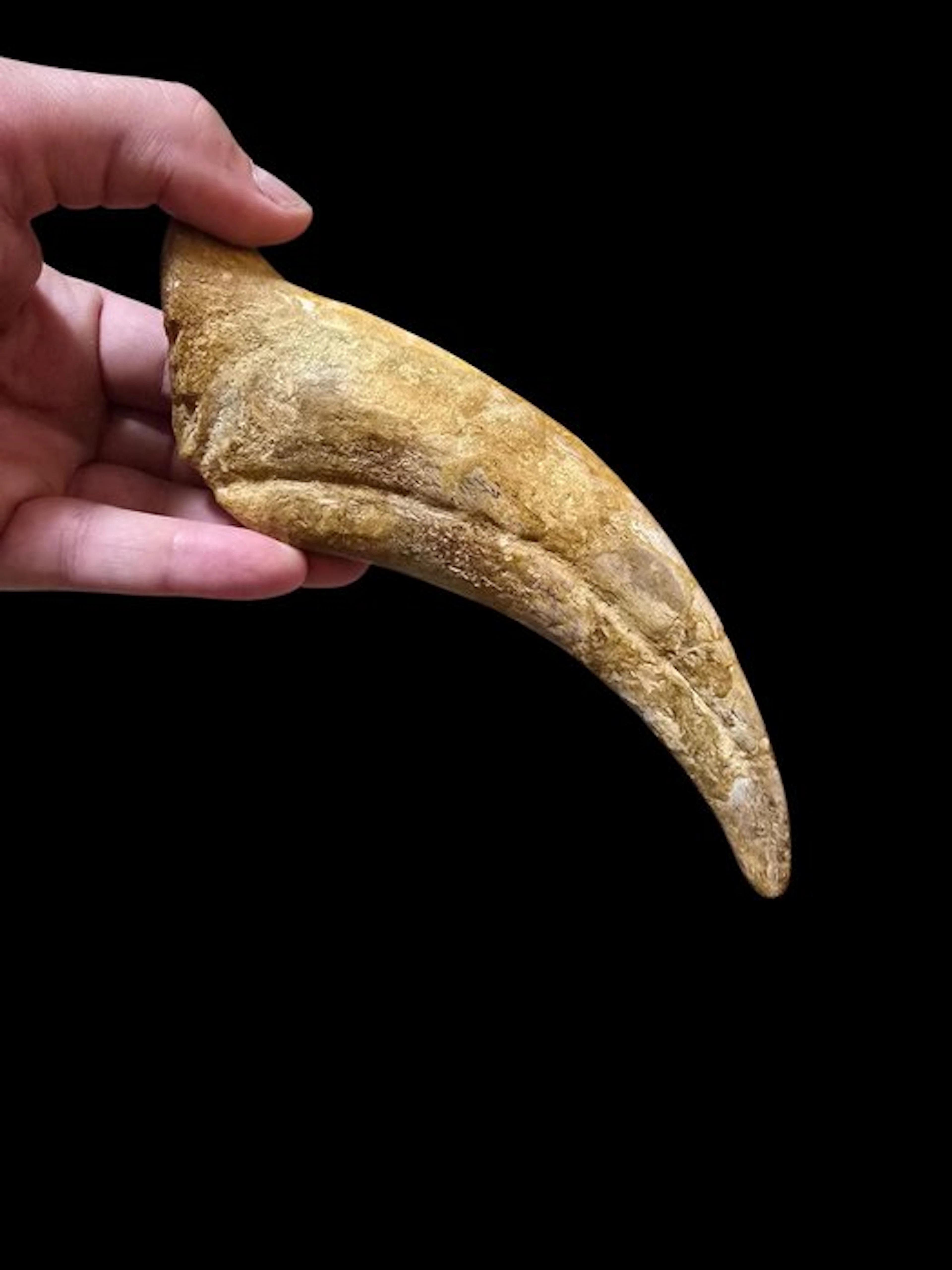 Spinosaur - Fossilised claw - 19.5 cm - 7 cm