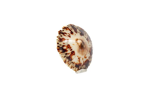 Fascinating turtle limpet: perfect symmetry and primeval tide magic in one
