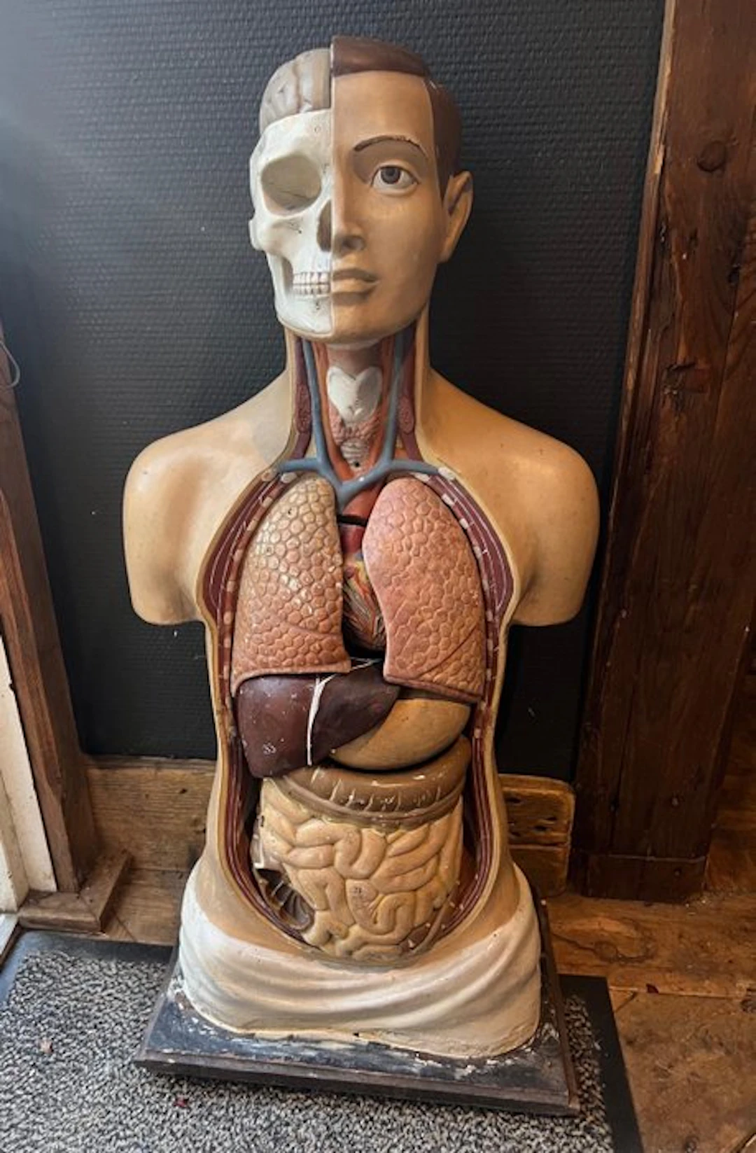 Anatomical model - Plaster - 1950-1960 - Anatomical torso