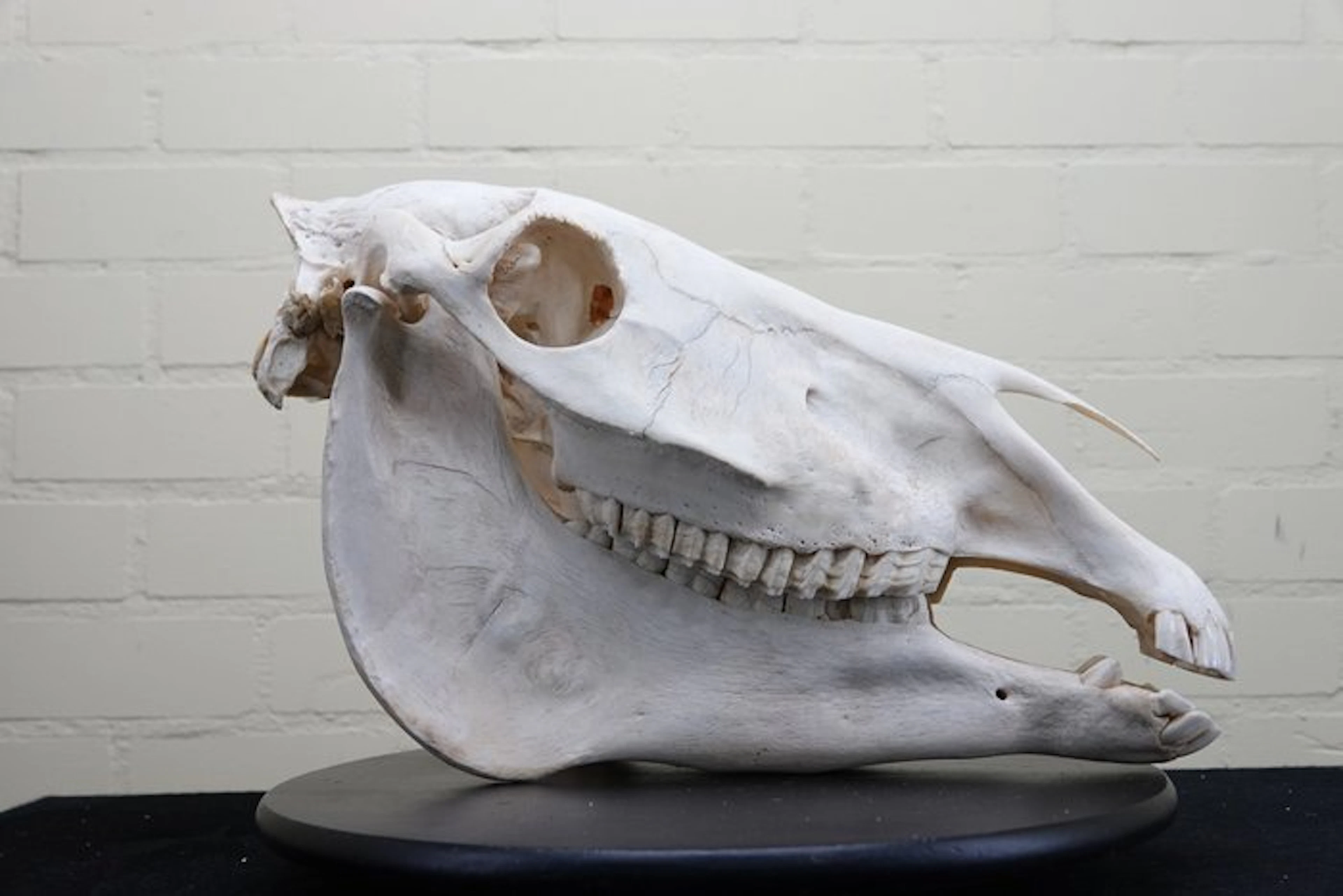 Plains Zebra Skull - Equus quagga - 31 cm - 20 cm - 45 cm- Non-CITES species
