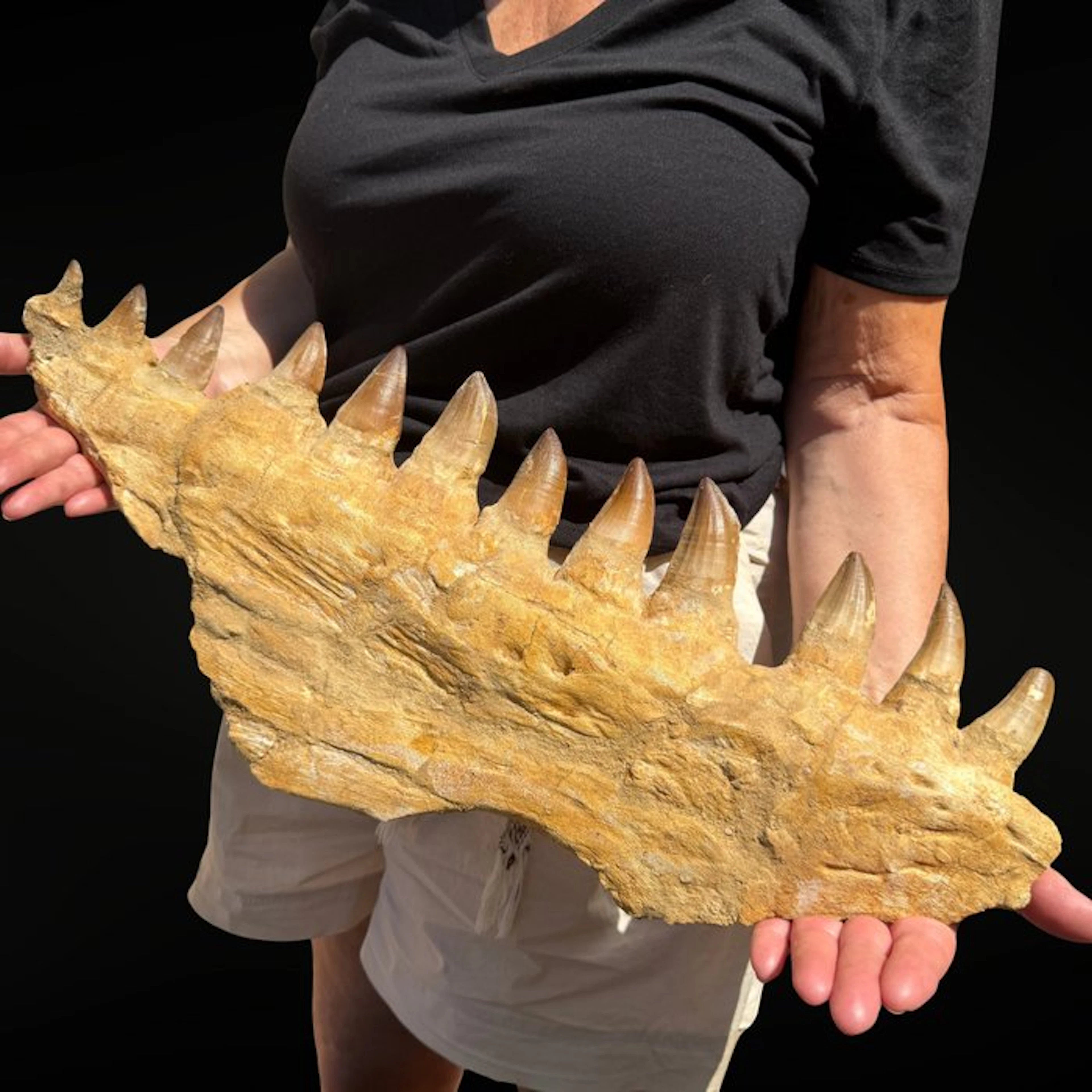 Mosasaur fossil jaw XXL – authentic natural specimen...