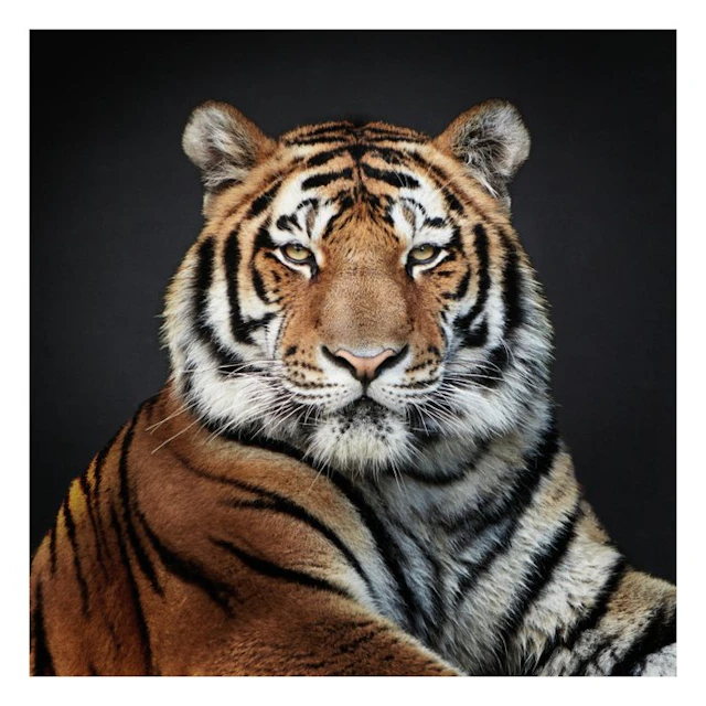 Ralph Hargarten - Tiger