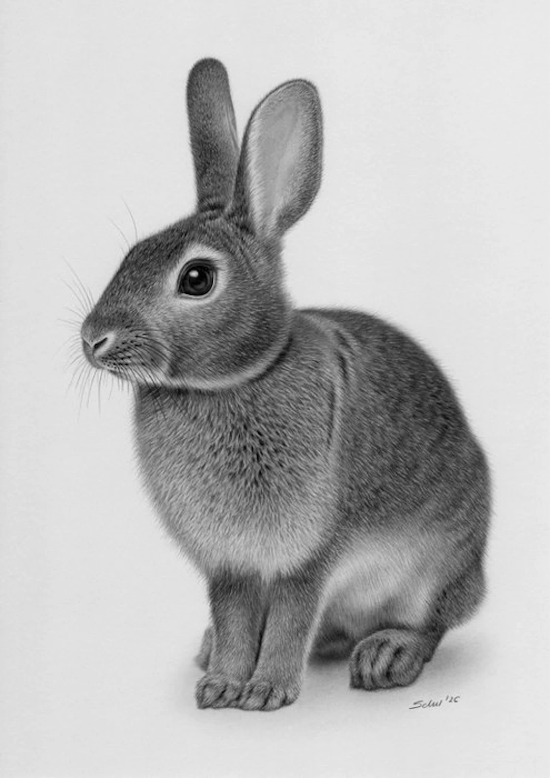 Schu - Rabbit