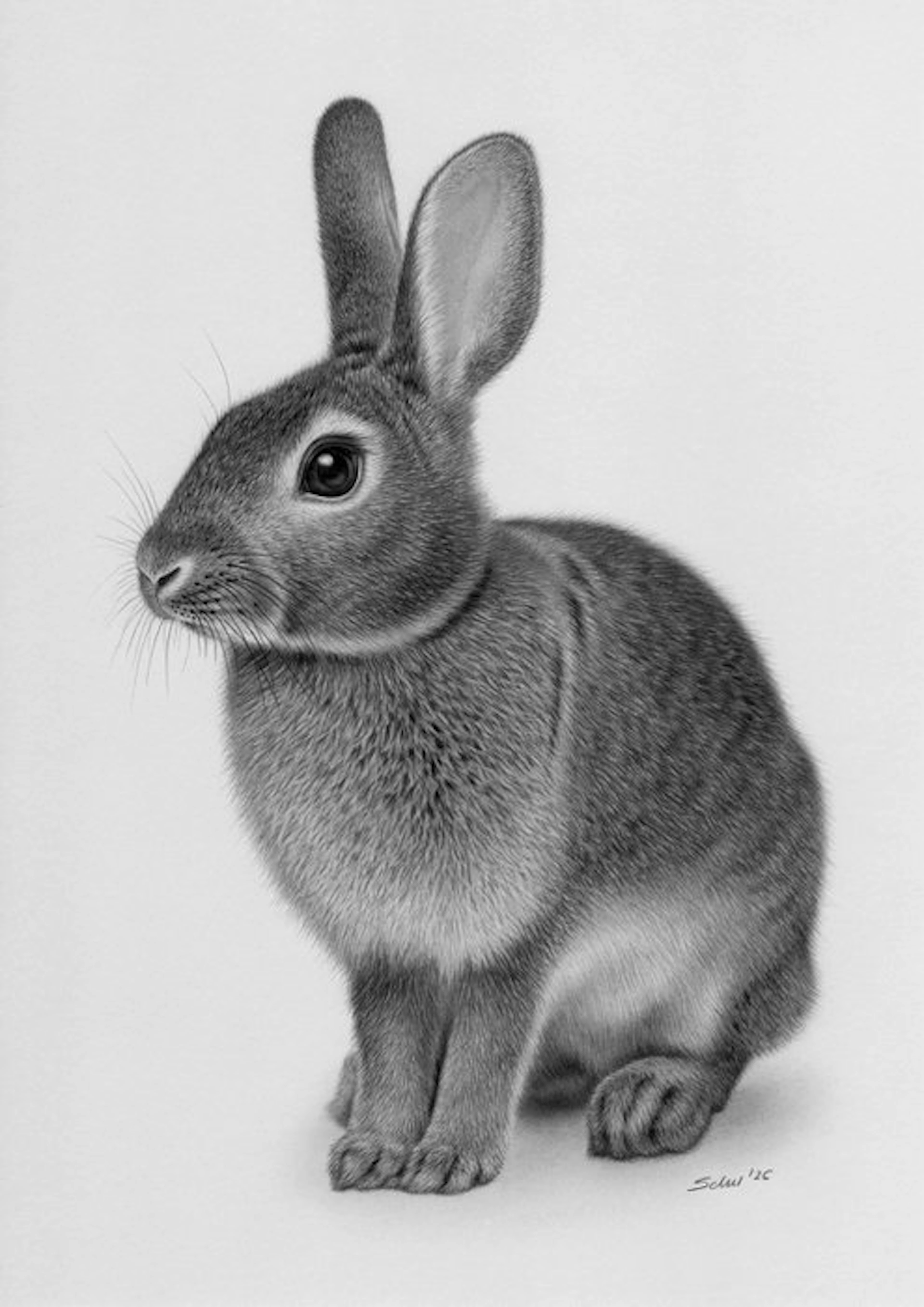 Schu - Rabbit