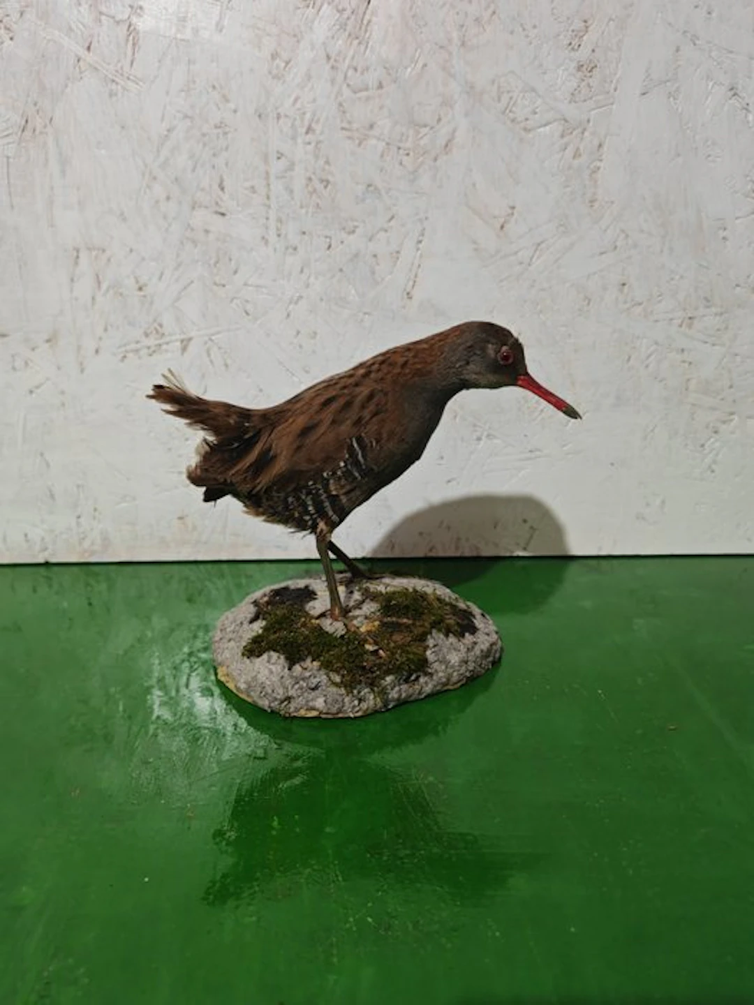 Porciglione Taxidermy full body mount - Rallus aquaticus...