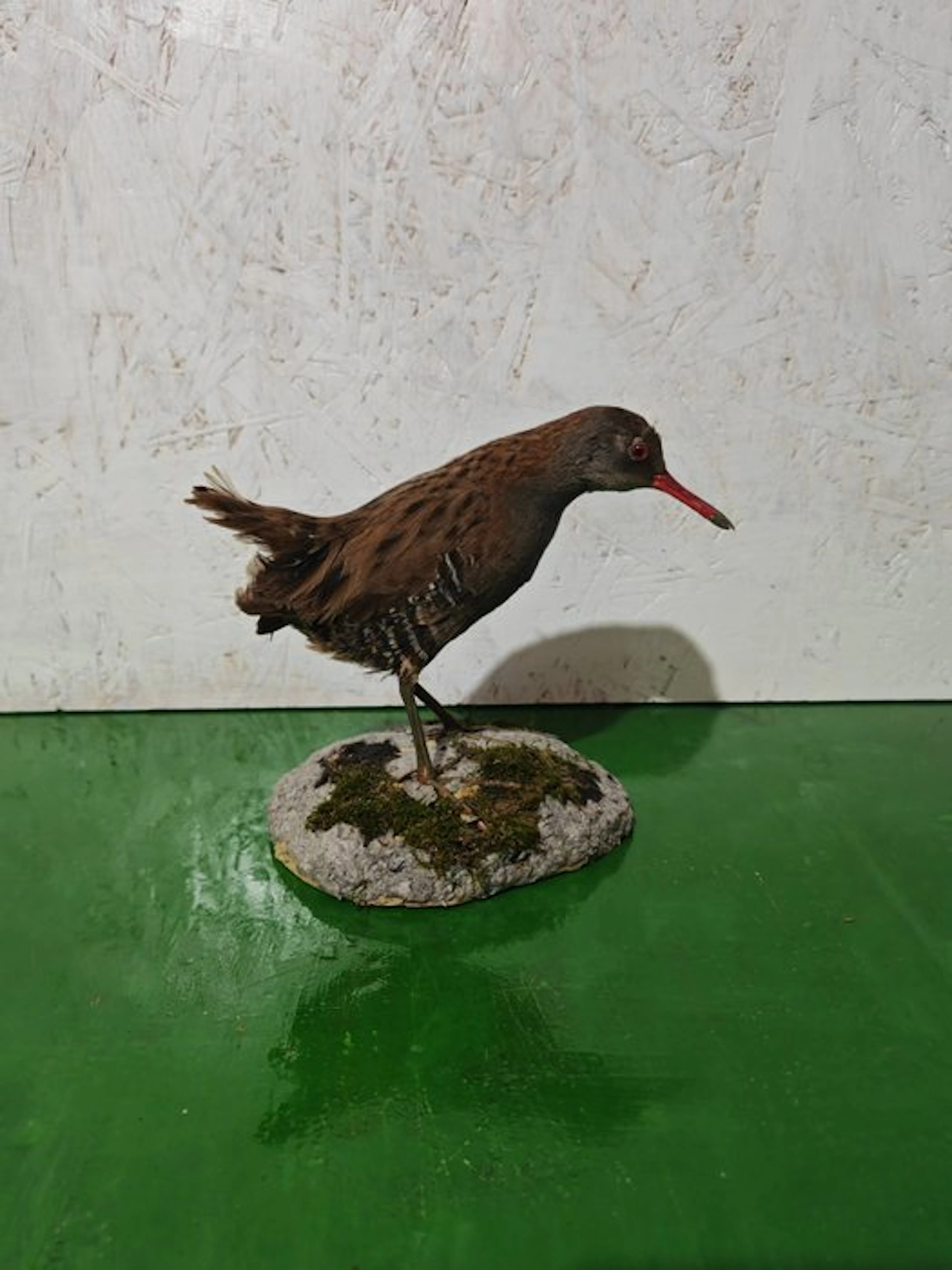 Porciglione Taxidermy full body mount - Rallus aquaticus...