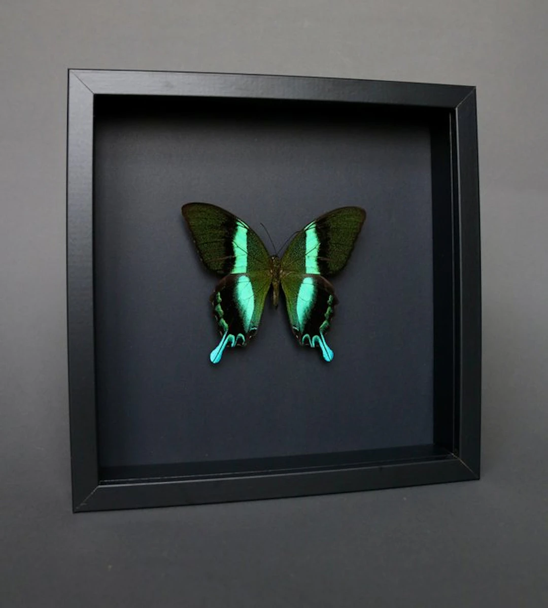 Butterfly Taxidermy full body mount - Papilio blumei - 23...