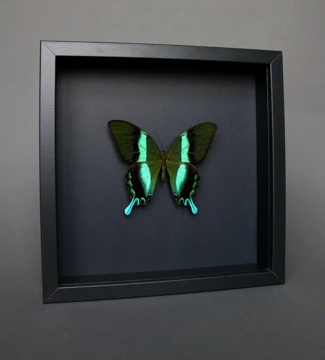 Butterfly Taxidermy full body mount - Papilio blumei - 23...