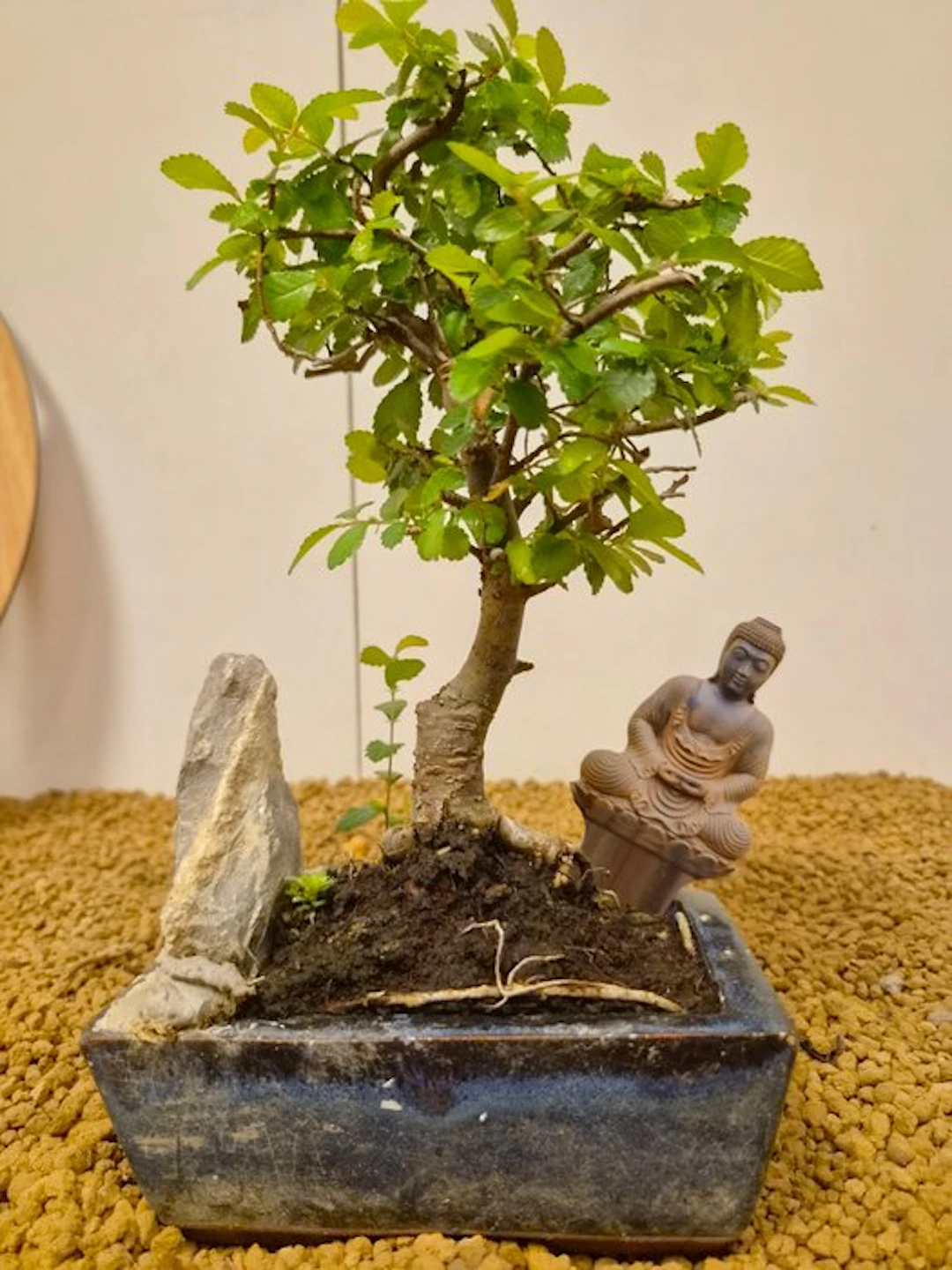 Zelkova - Height (Tree): 23 cm - Depth (Tree): 13 cm - Belgium