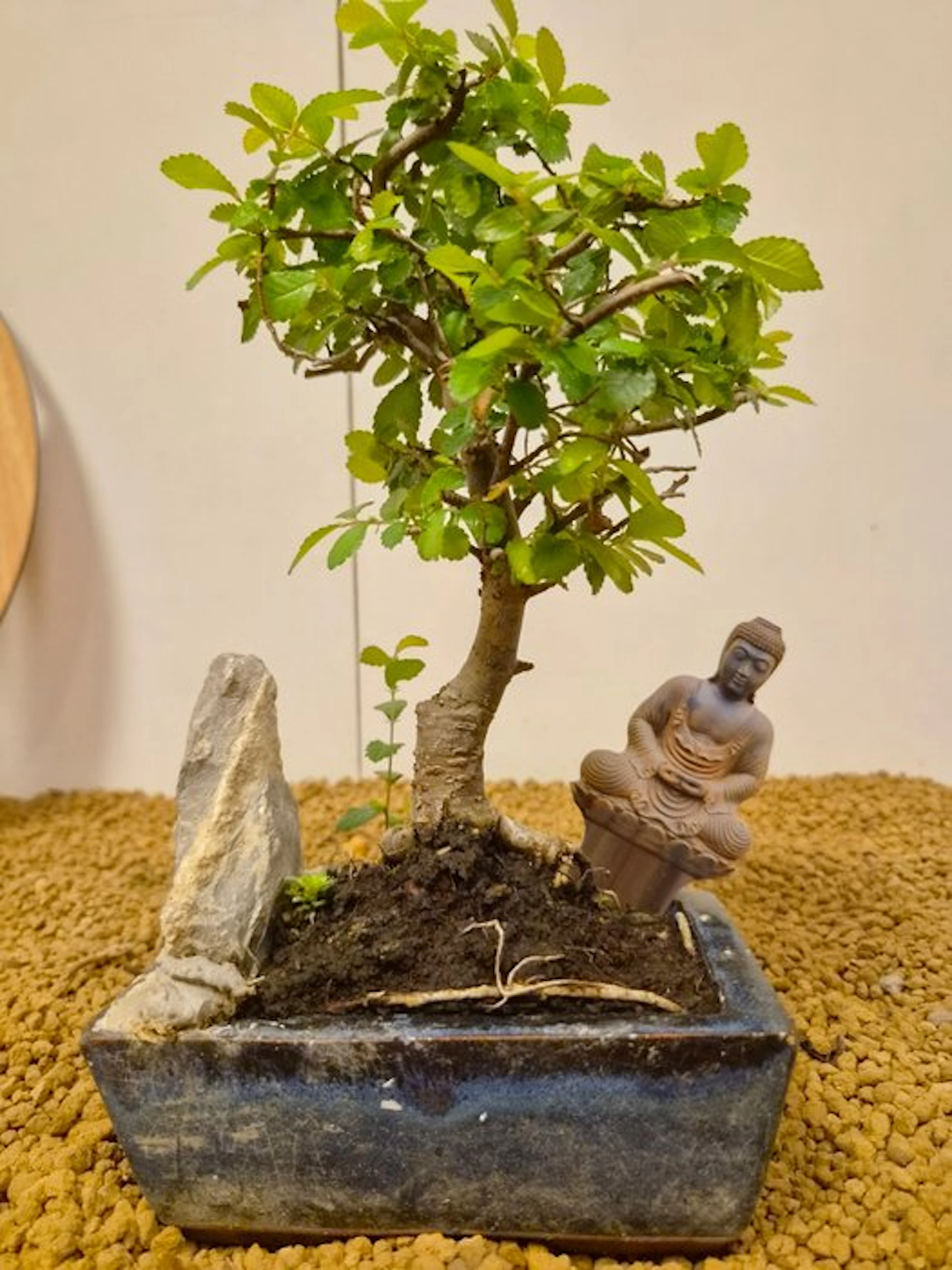 Zelkova - Height (Tree): 23 cm - Depth (Tree): 13 cm - Belgium