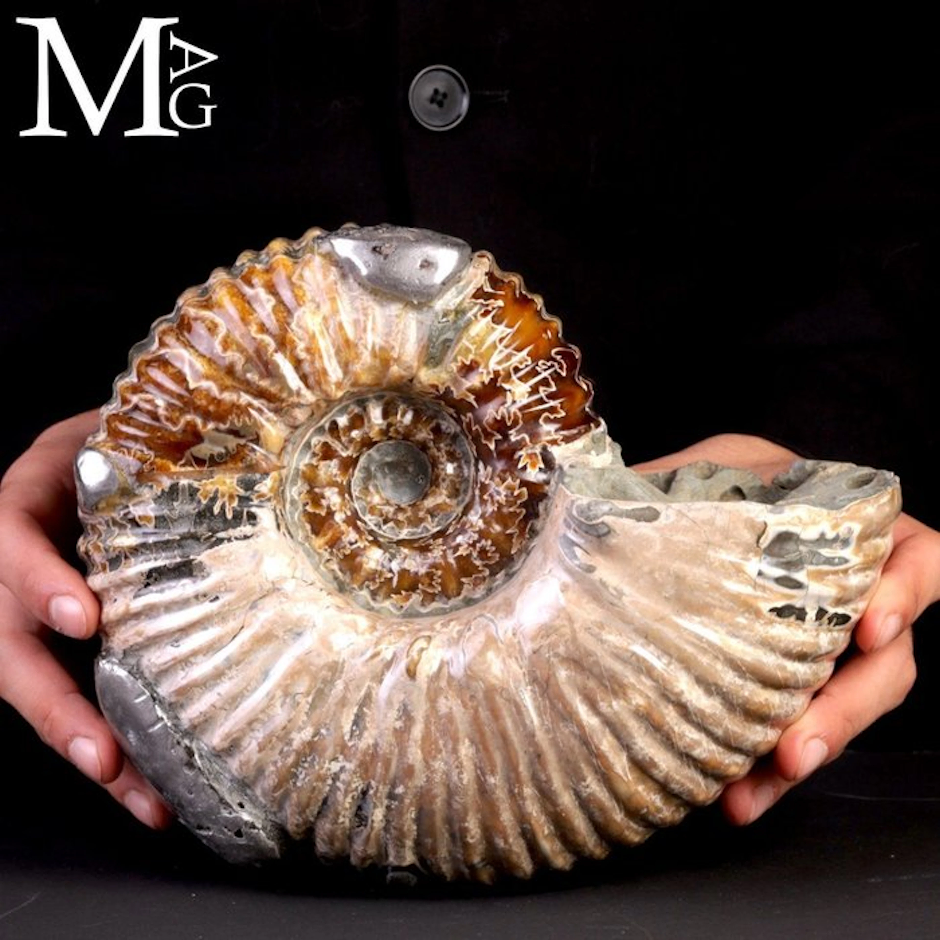 Douvilleiceras mammillatum ammonite with pyrite –...