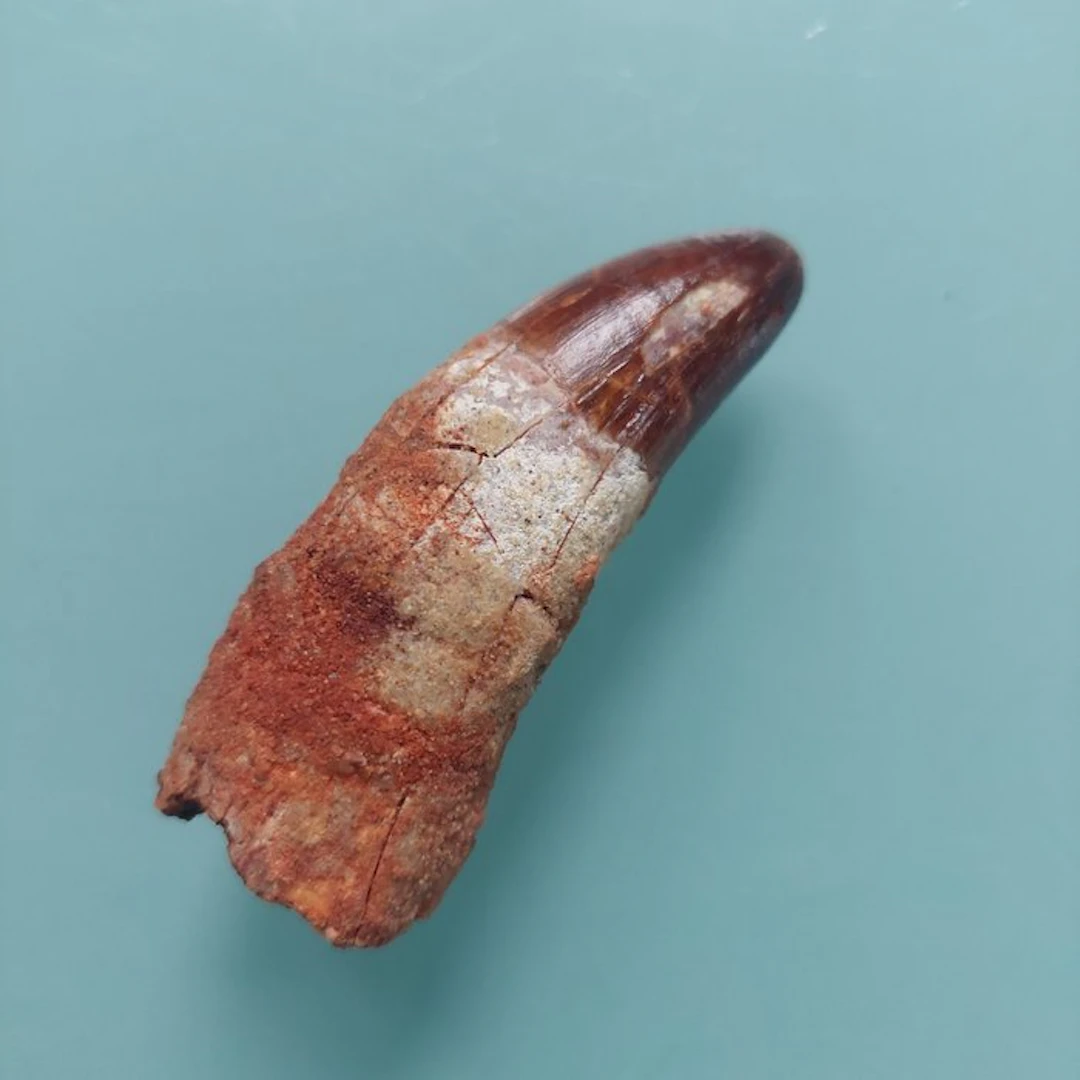 Spinosaur - Fossil tooth - 75 mm - 28 mm