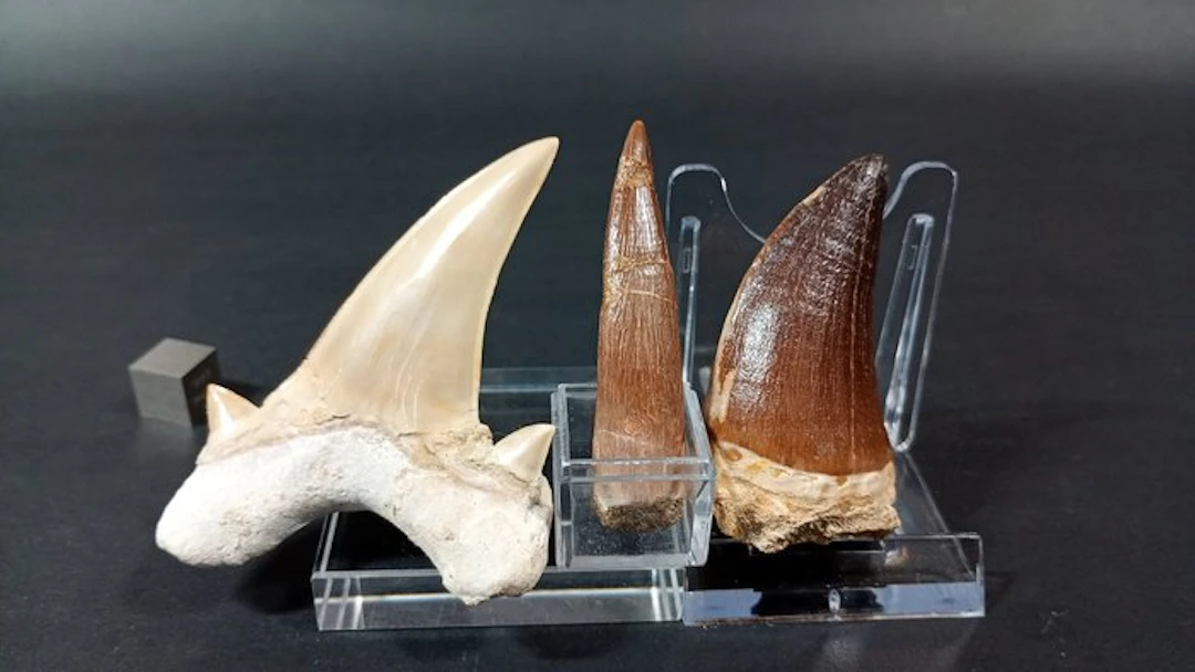 Shark, Plesiosaur