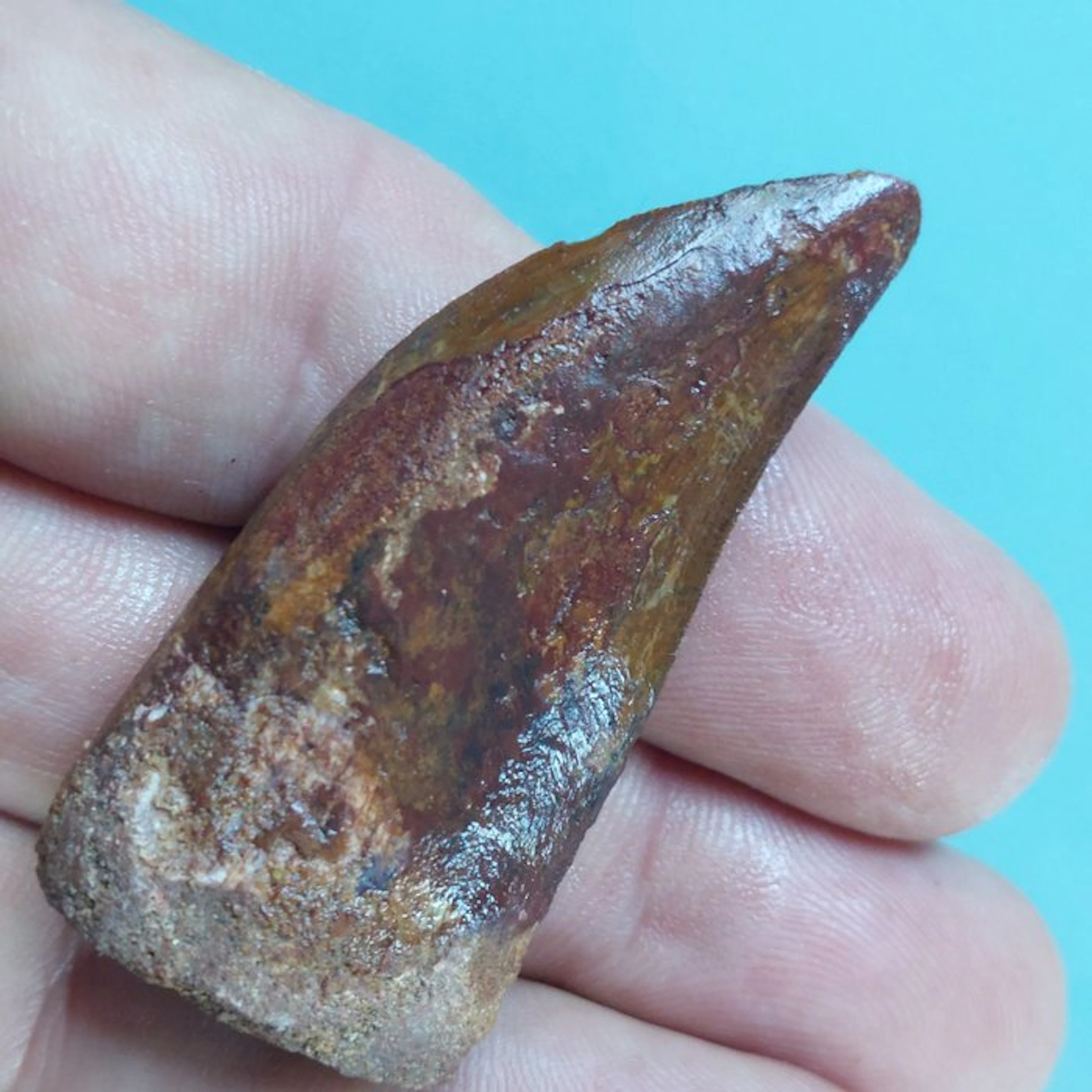 Dinosaur - Fossil tooth - Carcharodontosaurus sp. - 57 mm - 27 mm