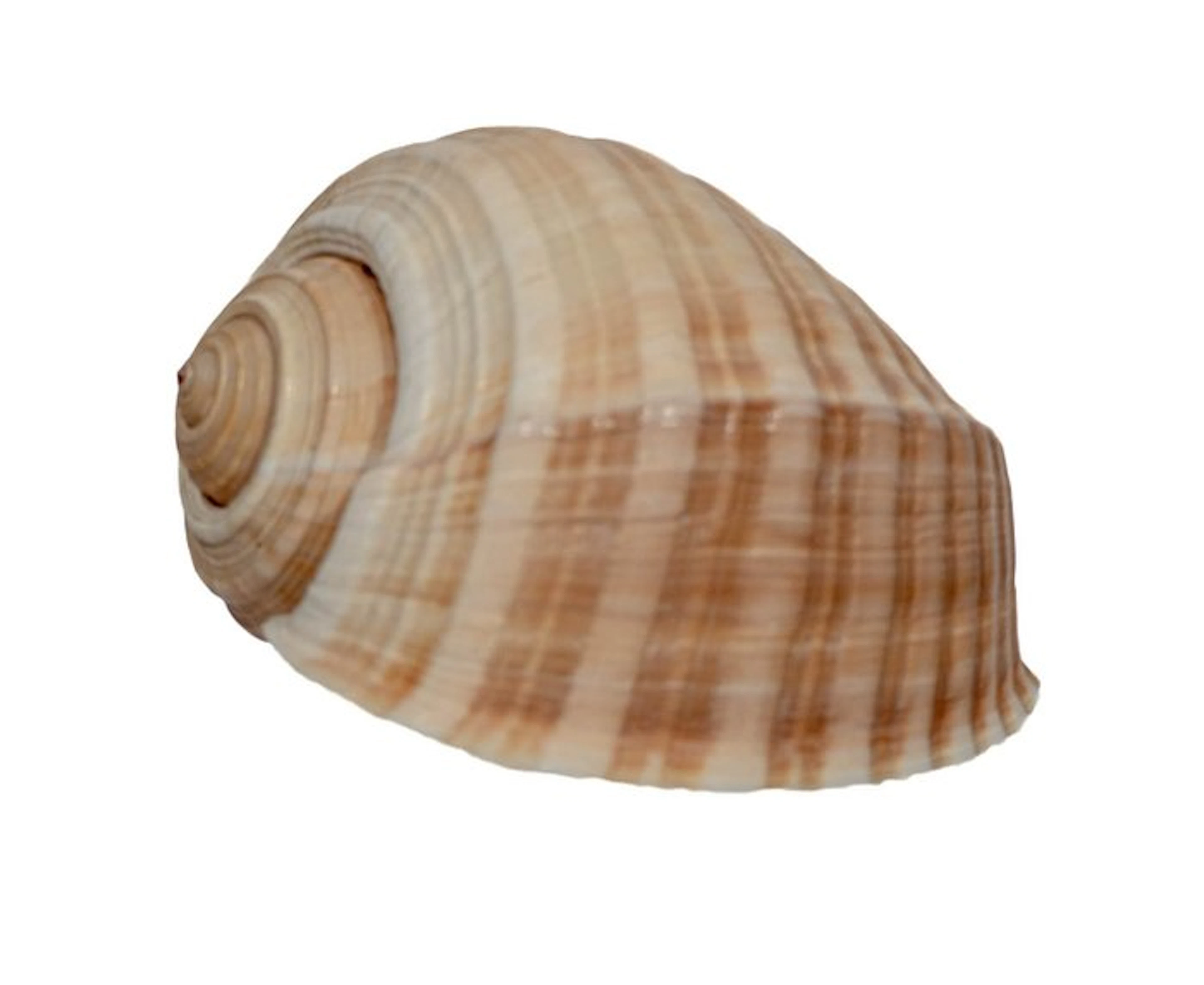 Impressive Tonna snail – Tonna olearium (160 mm) from the...