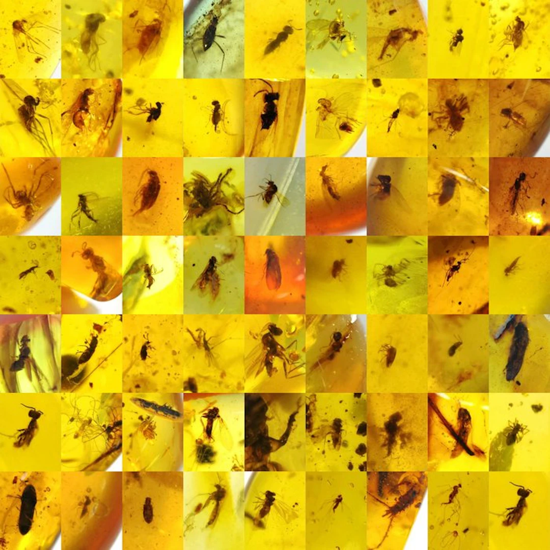 Burmese amber, high quality, 100 pieces with insect inclusions. - Amber