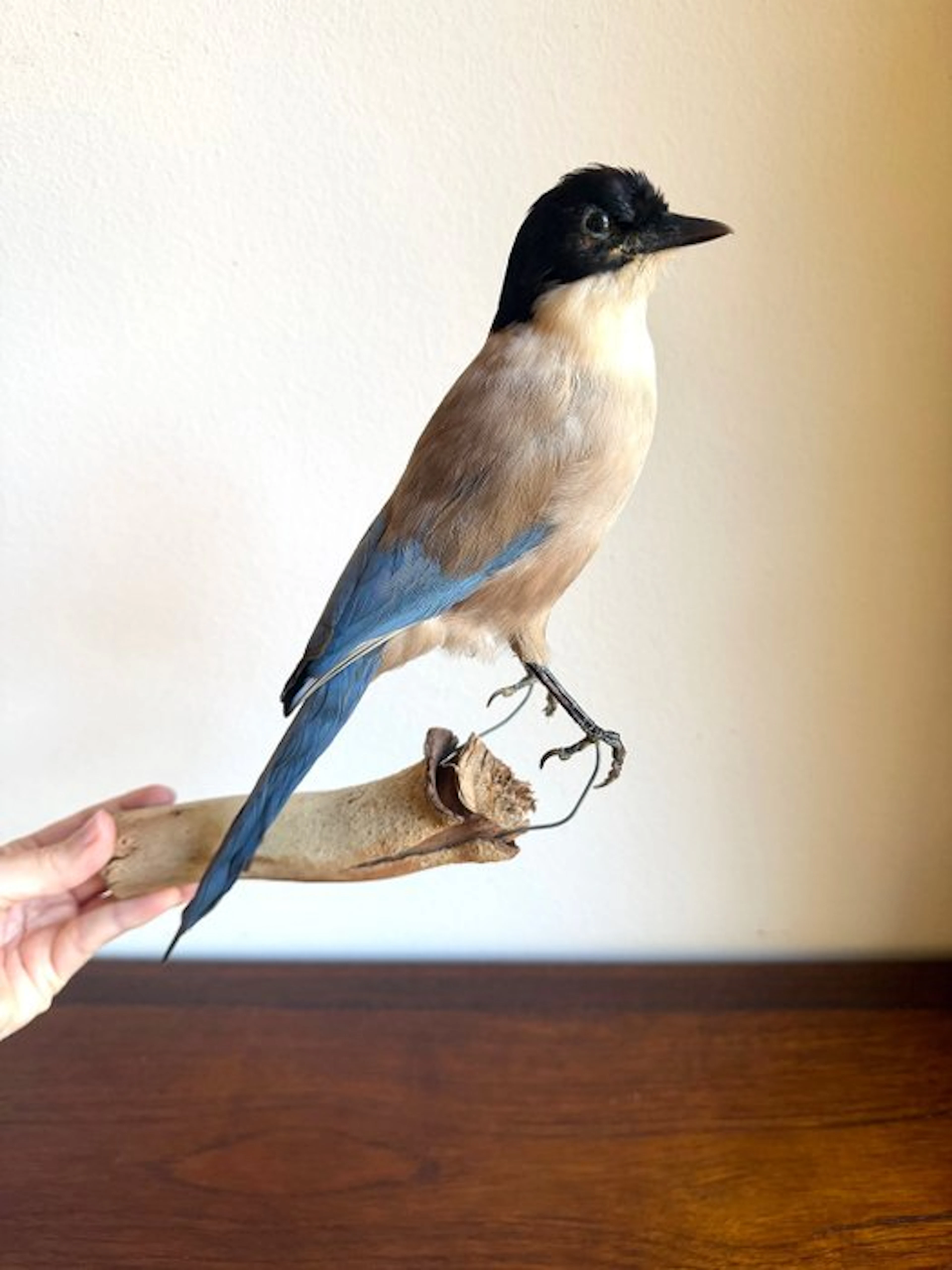Asian azure-winged magpie specimen Taxidermy full body...