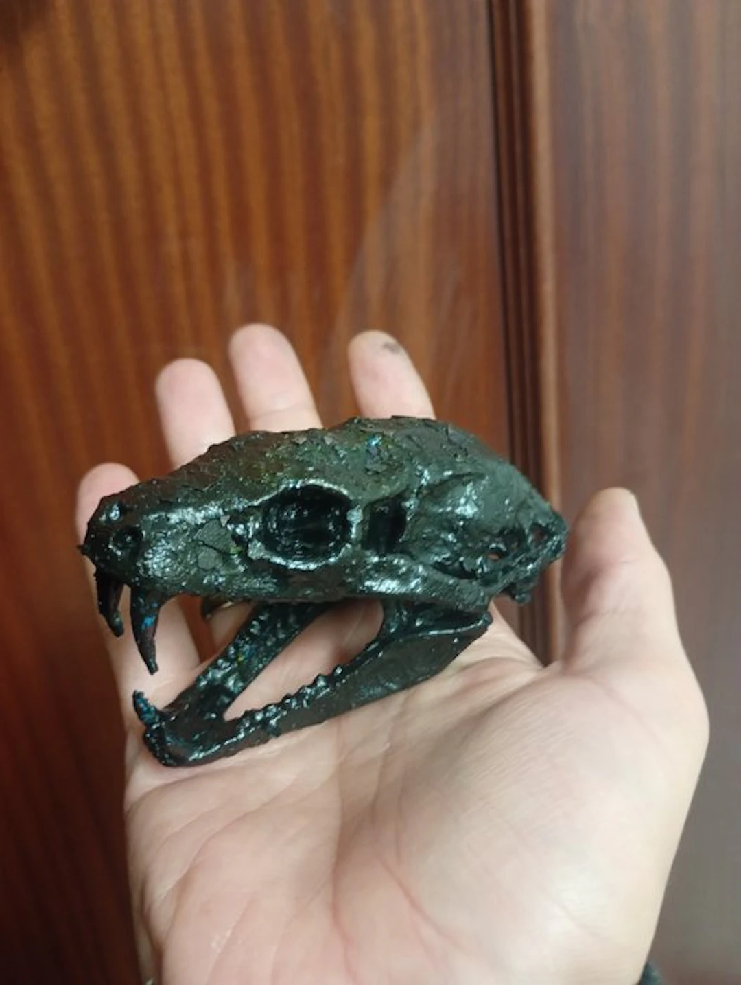 Python Skull - Python regius - 6 cm - 5 cm - 8 cm - (1)