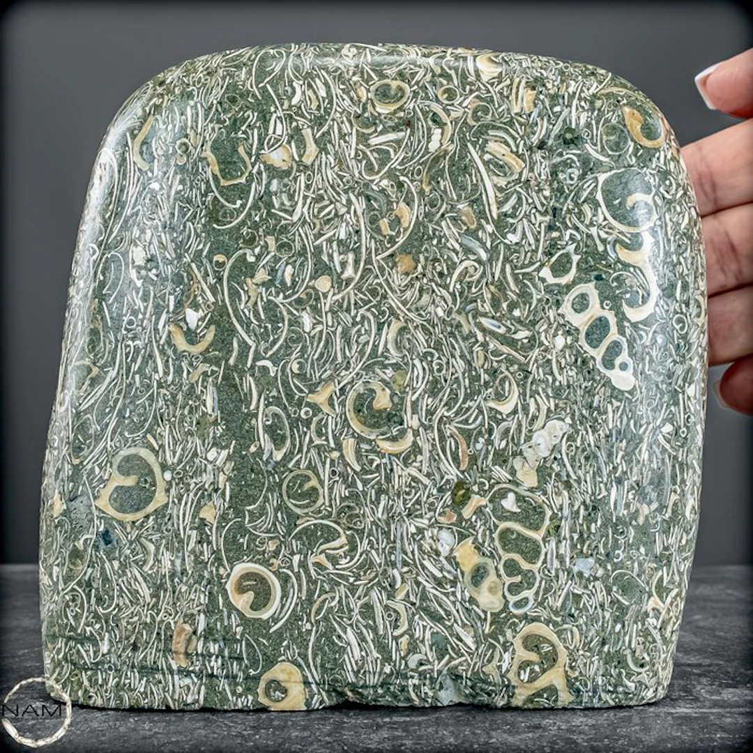 Natural freeform from Turritella agate / fossil snail...