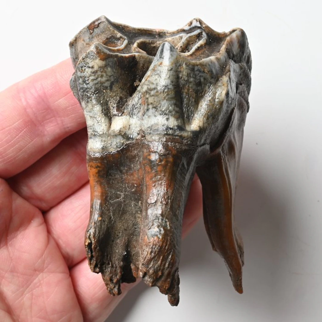 Woolly Rhinoceros - Fossil tooth - Coelodonta...