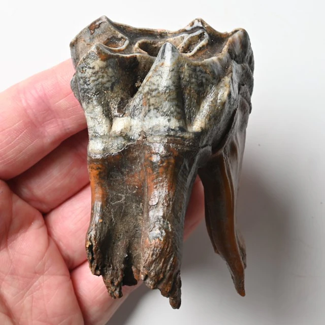 Woolly Rhinoceros - Fossil tooth - Coelodonta...