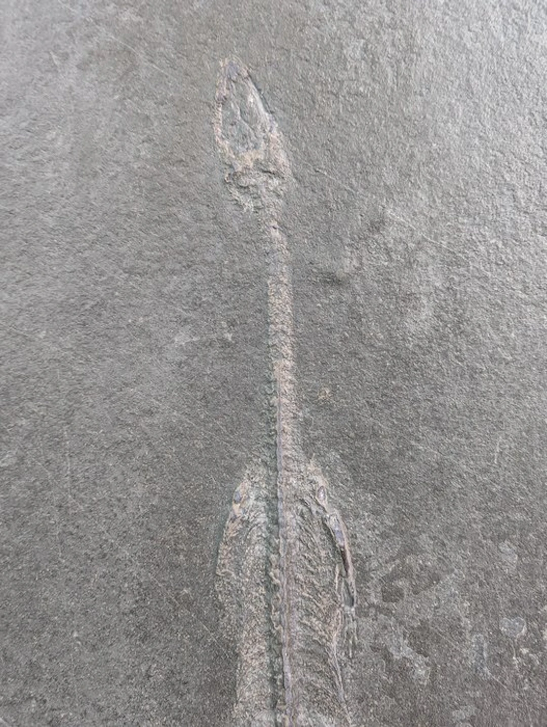 Marine reptile - Fossil plate matrix - Keichousaurus hui - 17.2 cm - 9.8 cm