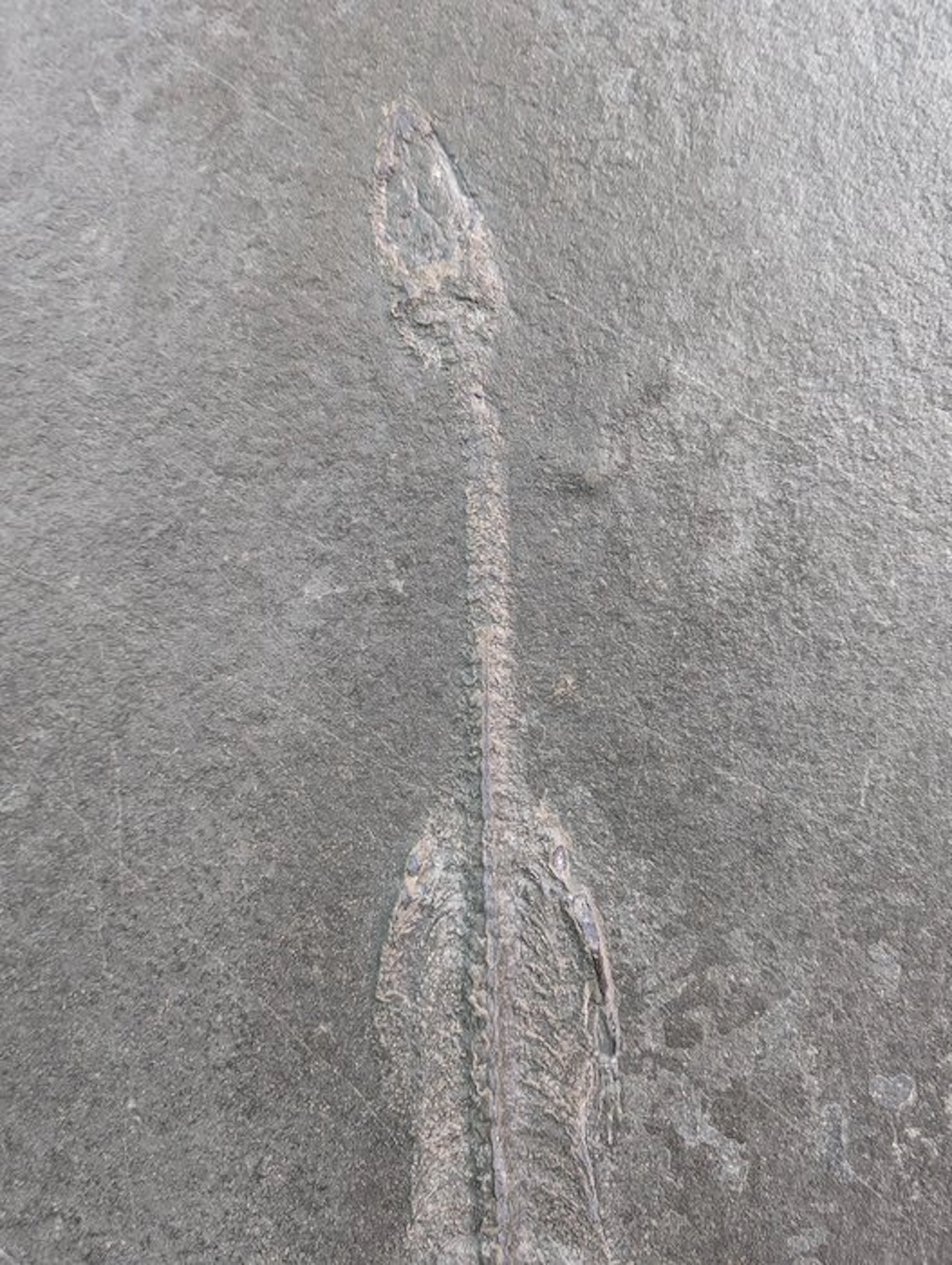 Marine reptile - Fossil plate matrix - Keichousaurus hui - 17.2 cm - 9.8 cm